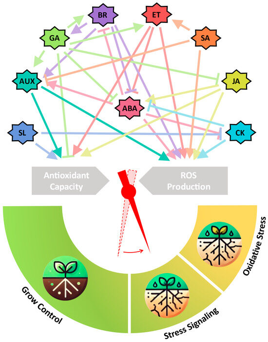 Dressed Up to the Nines: The Interplay of Phytohormones Signaling