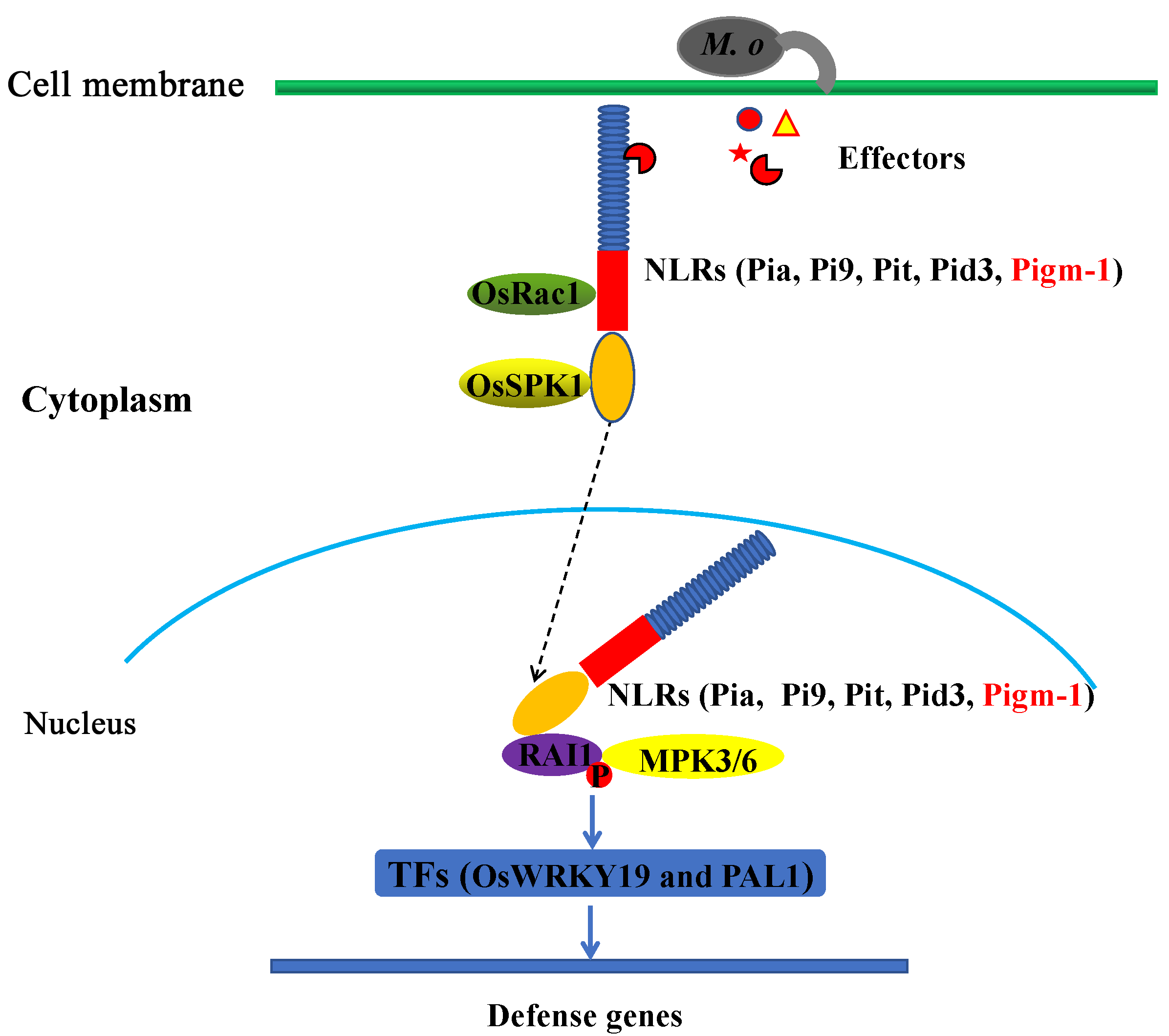 Plants 14 00217 g007