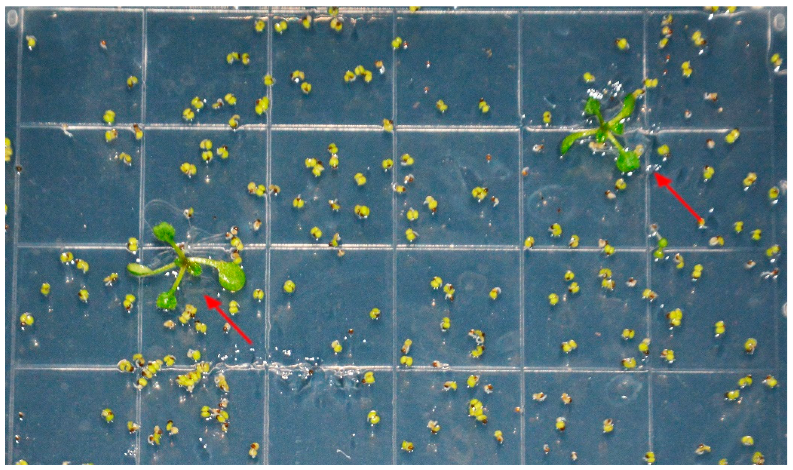 Plants 14 00218 g006