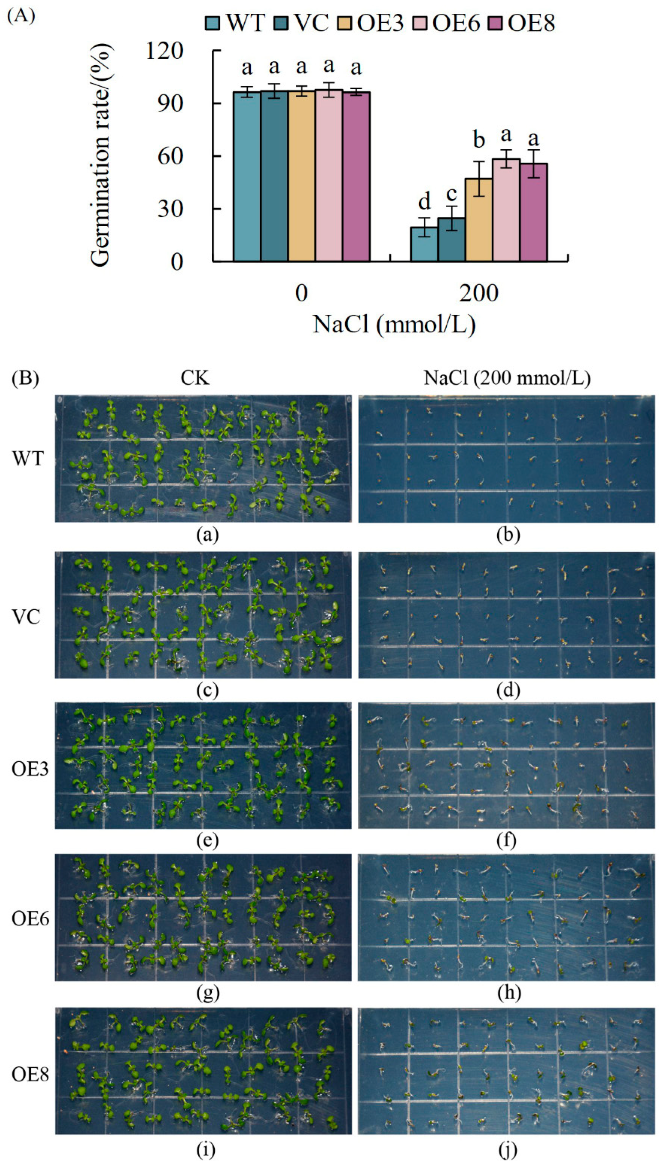 Plants 14 00218 g008