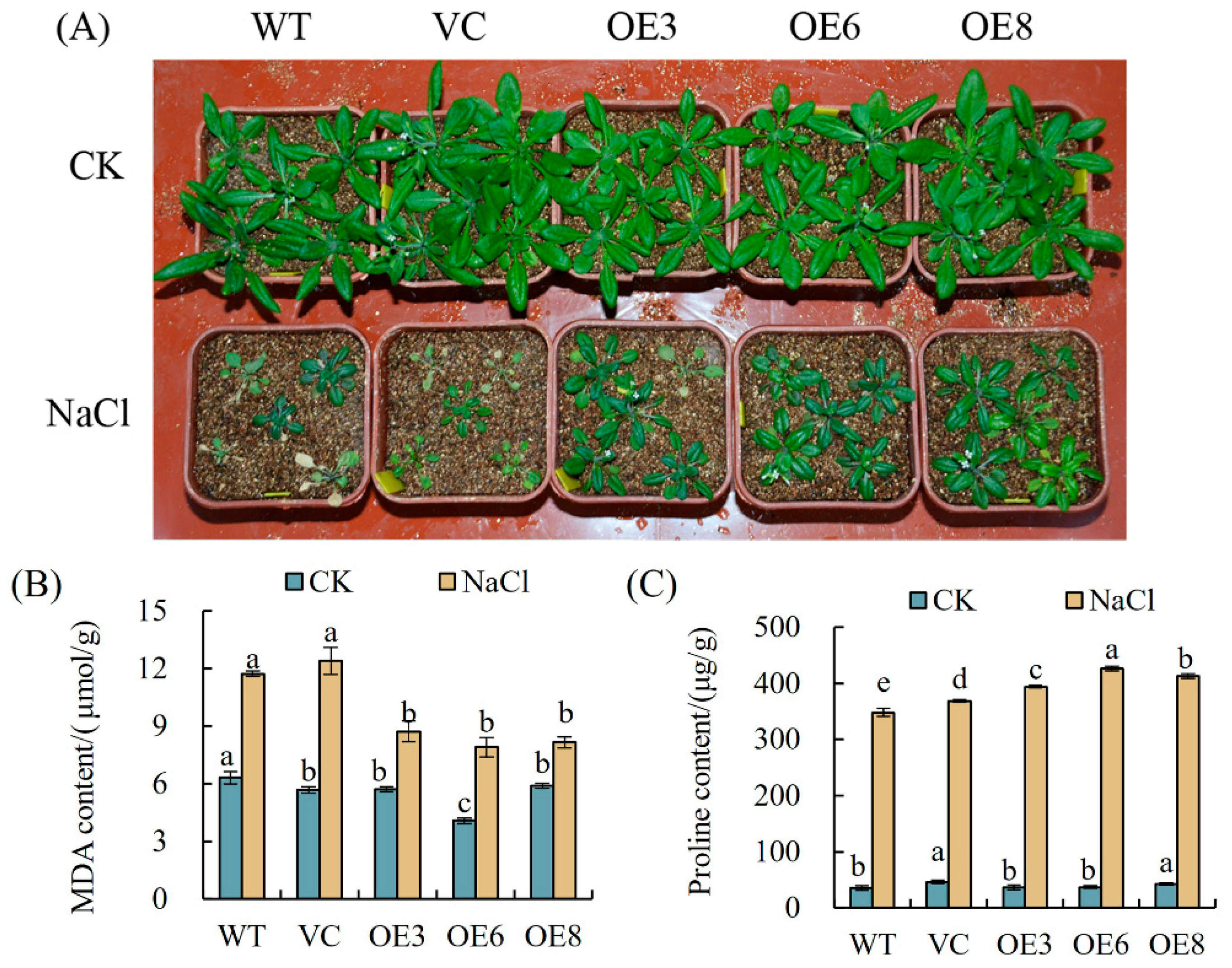 Plants 14 00218 g009