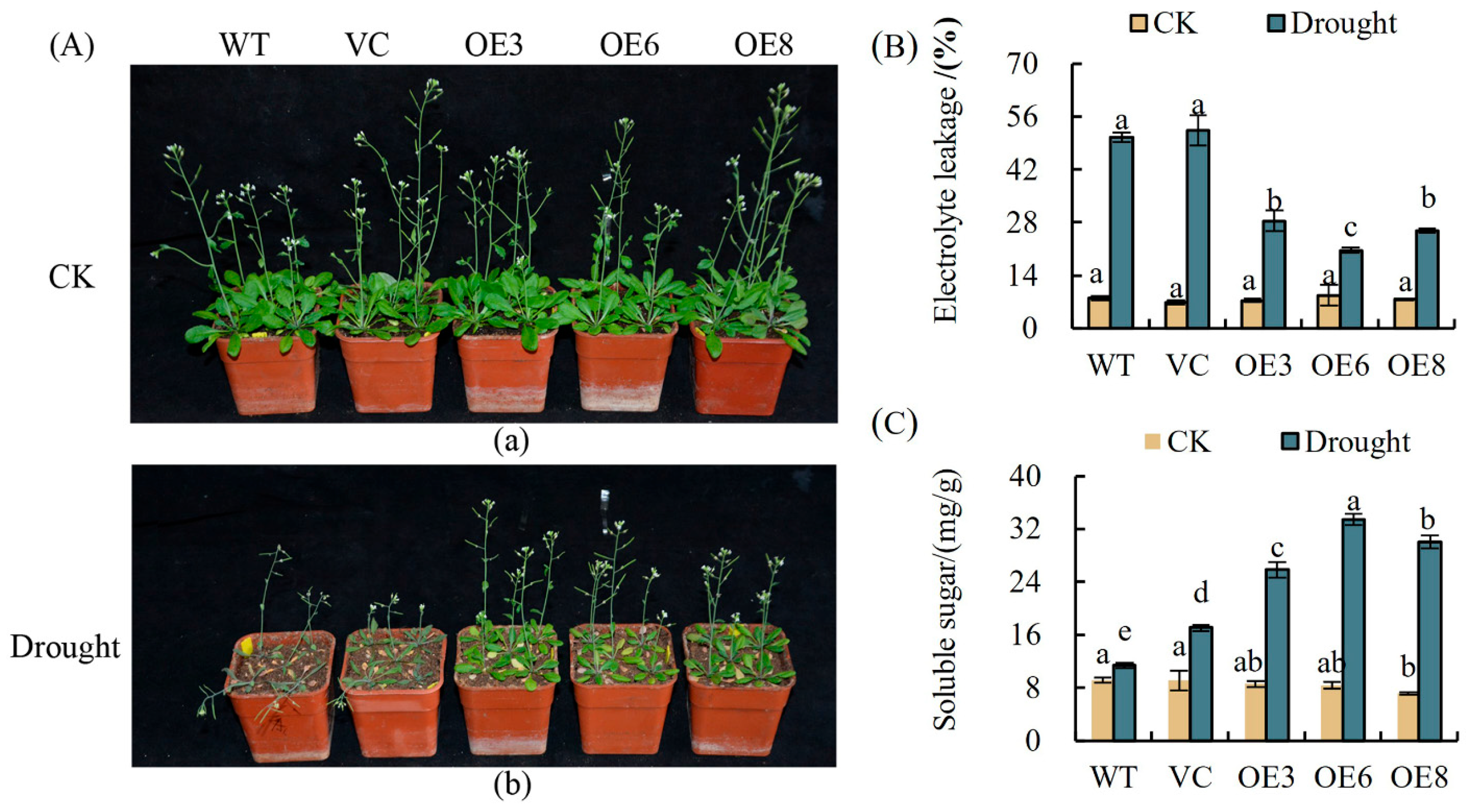 Plants 14 00218 g011