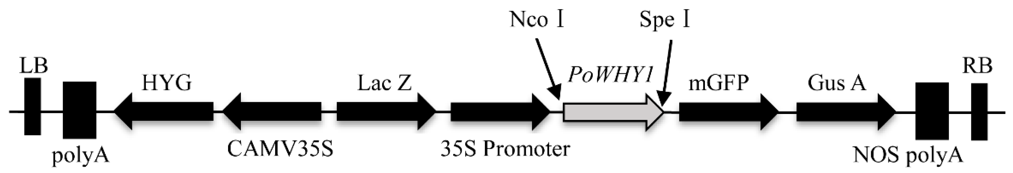 Plants 14 00218 g013