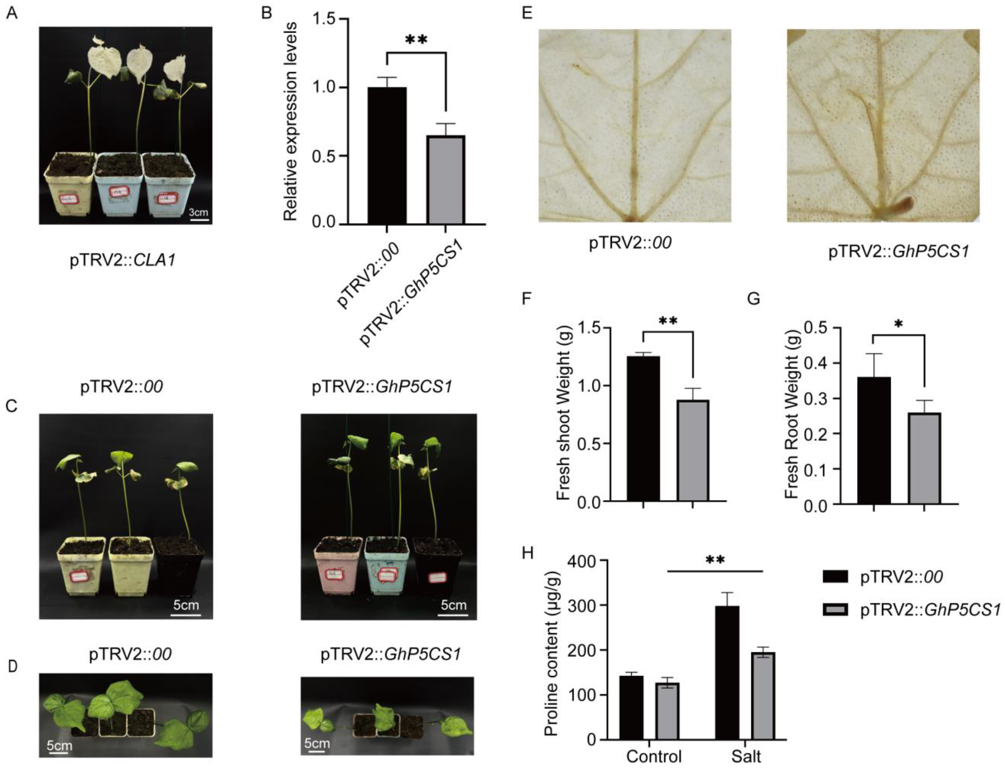 Plants 14 00231 g006
