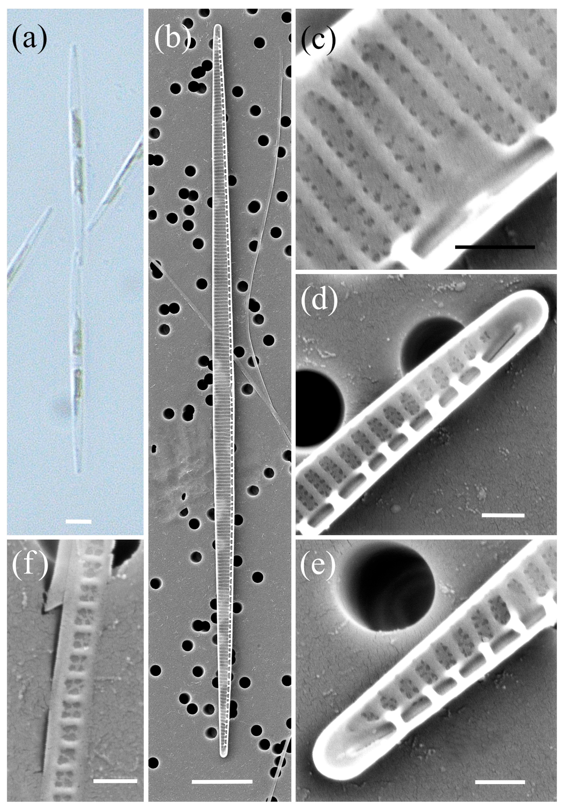 Plants 14 00245 g001