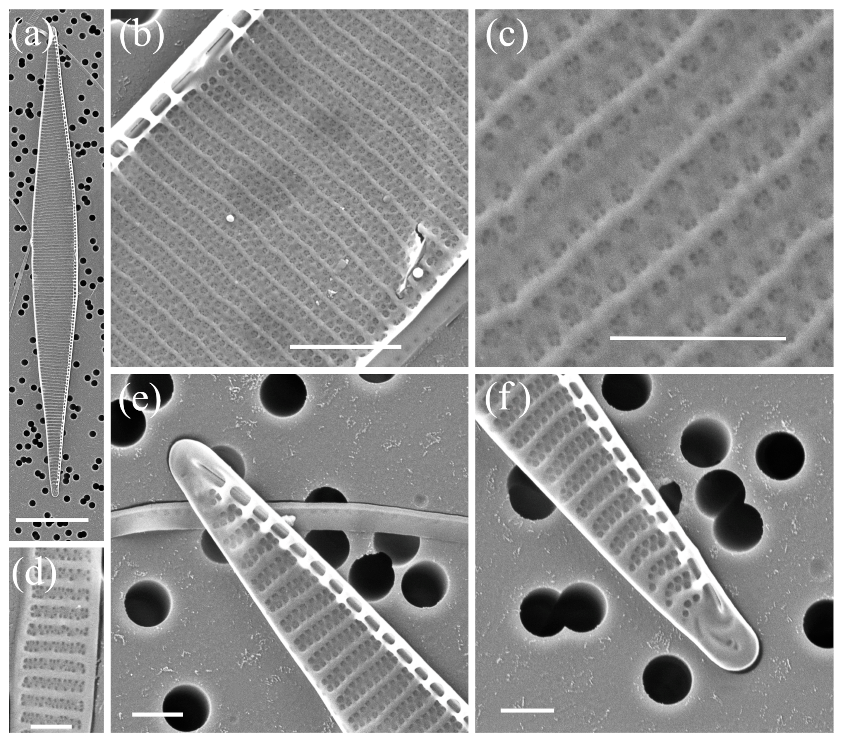 Plants 14 00245 g004