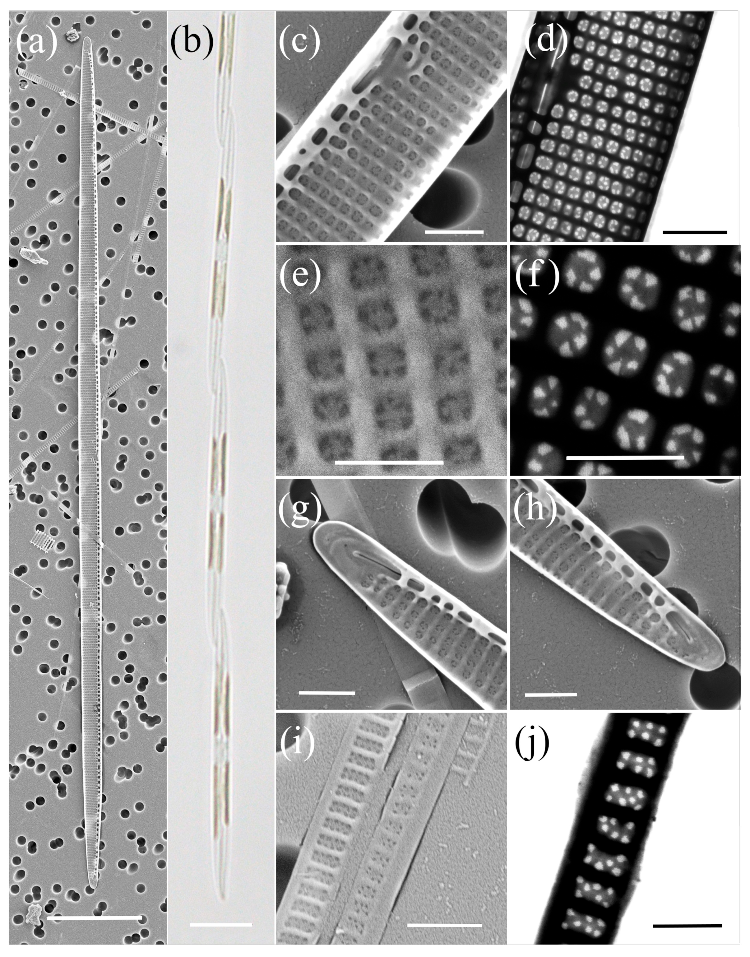 Plants 14 00245 g005