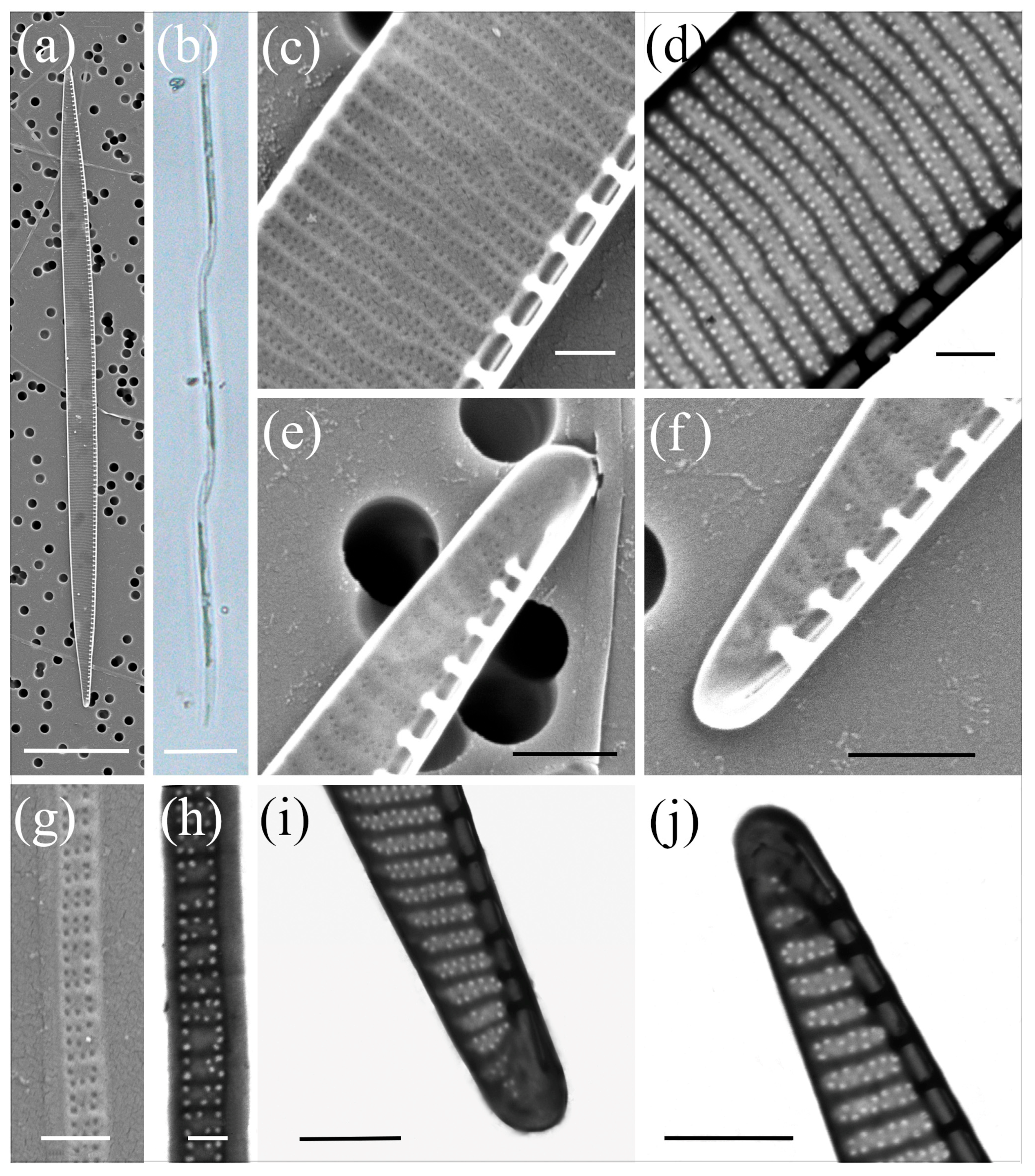 Plants 14 00245 g006
