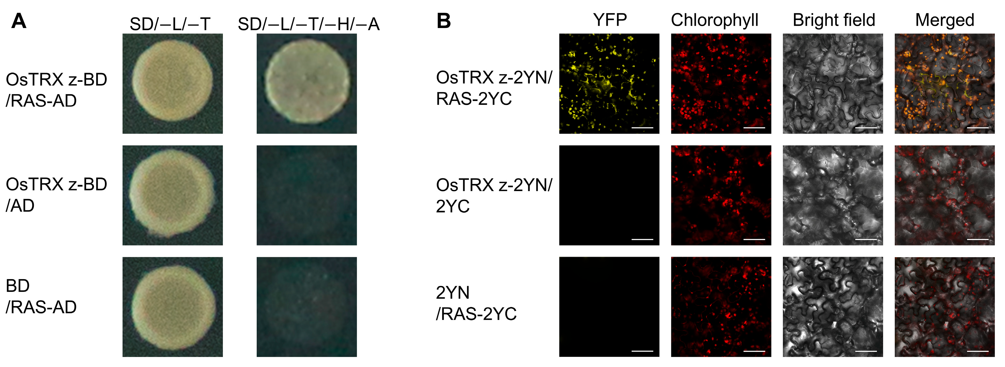 Plants 14 00247 g001 Plants 14 00247 g001