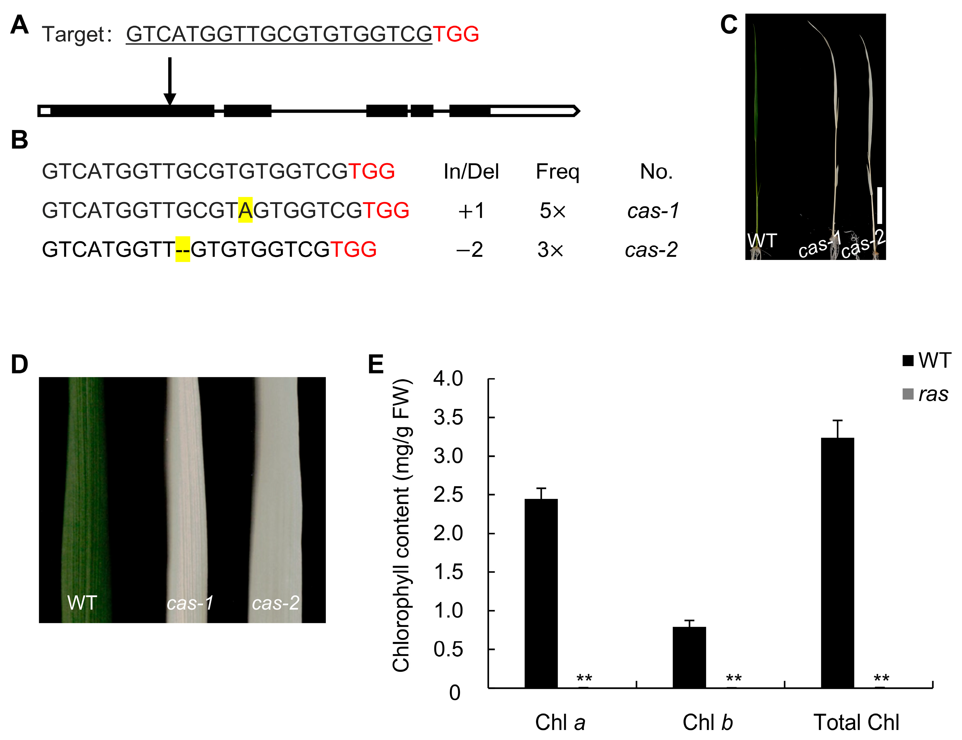 Plants 14 00247 g002 Plants 14 00247 g002