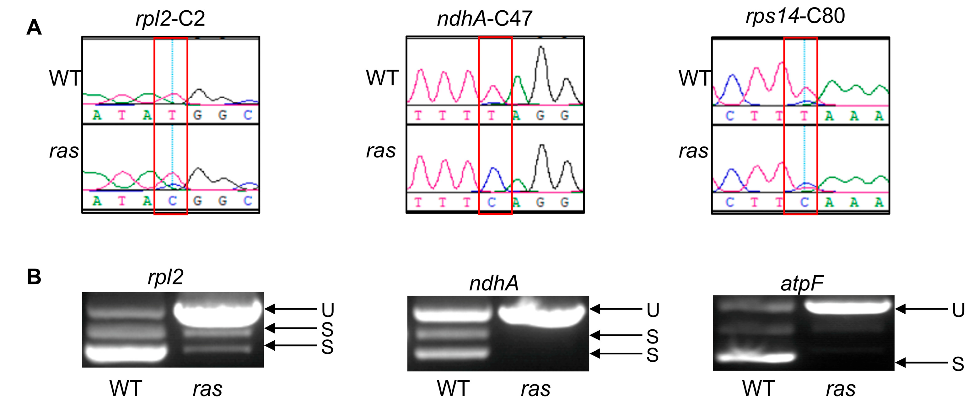 Plants 14 00247 g005 Plants 14 00247 g005