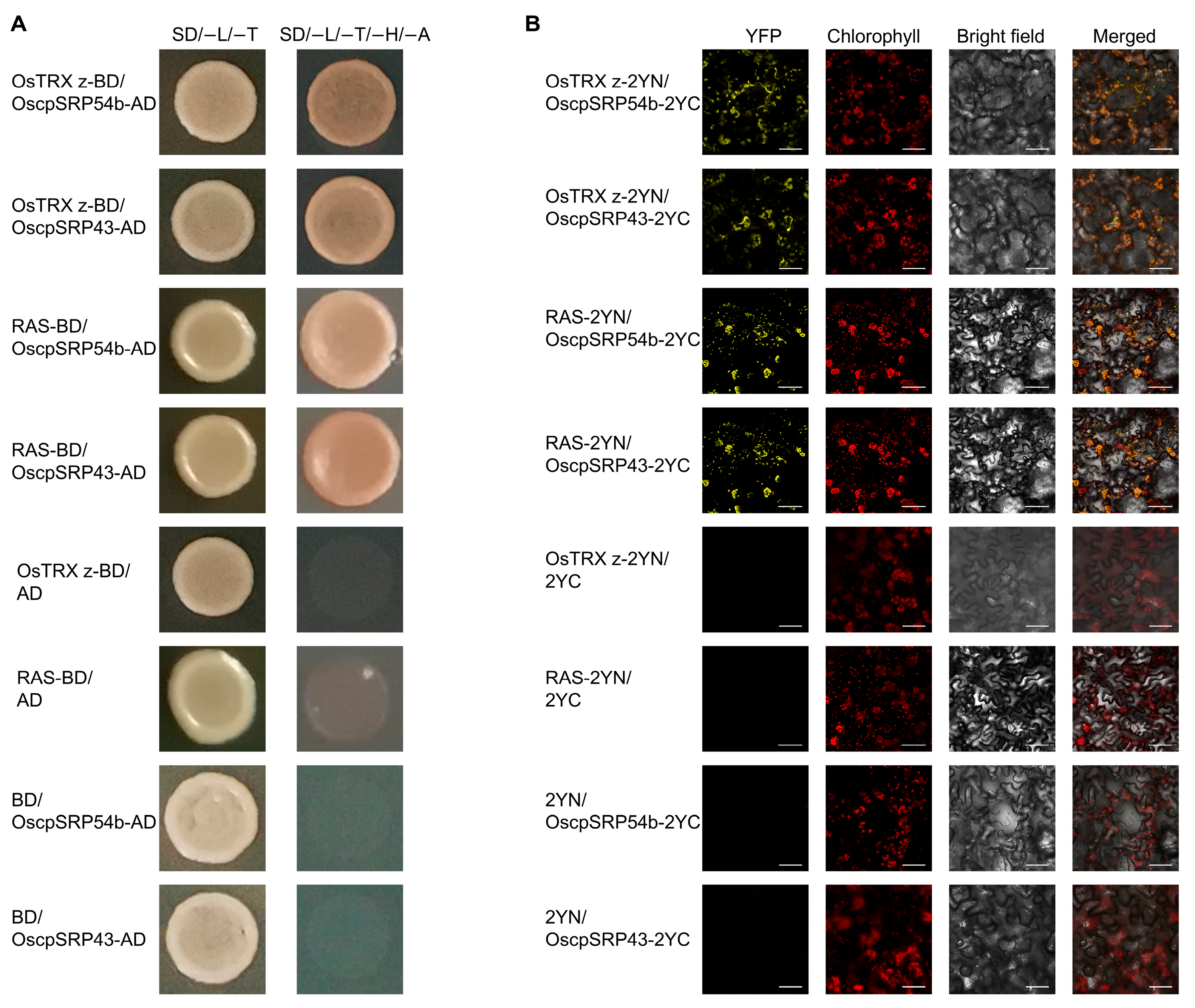 Plants 14 00247 g007 Plants 14 00247 g007