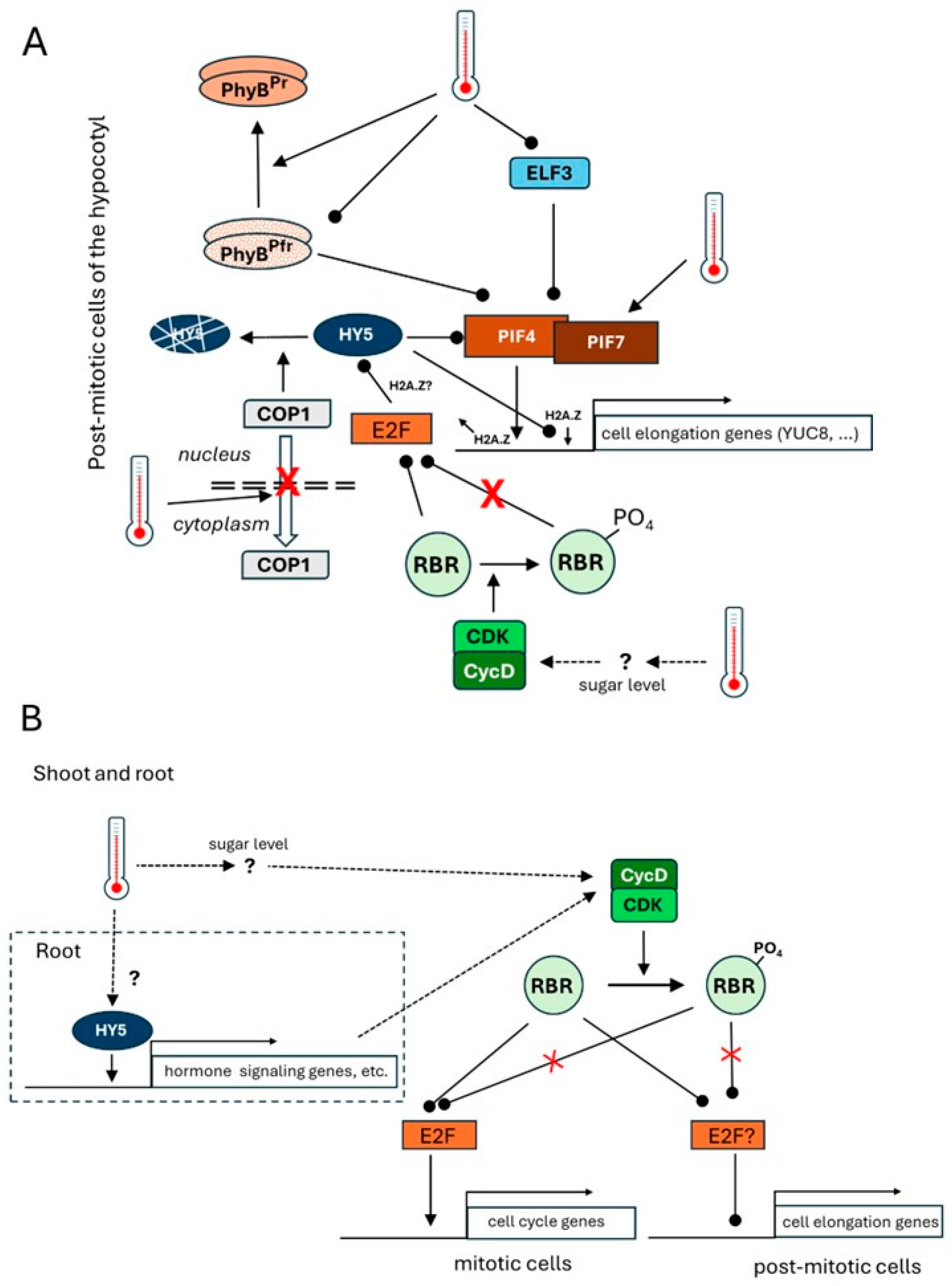 Plants 14 00248 g001