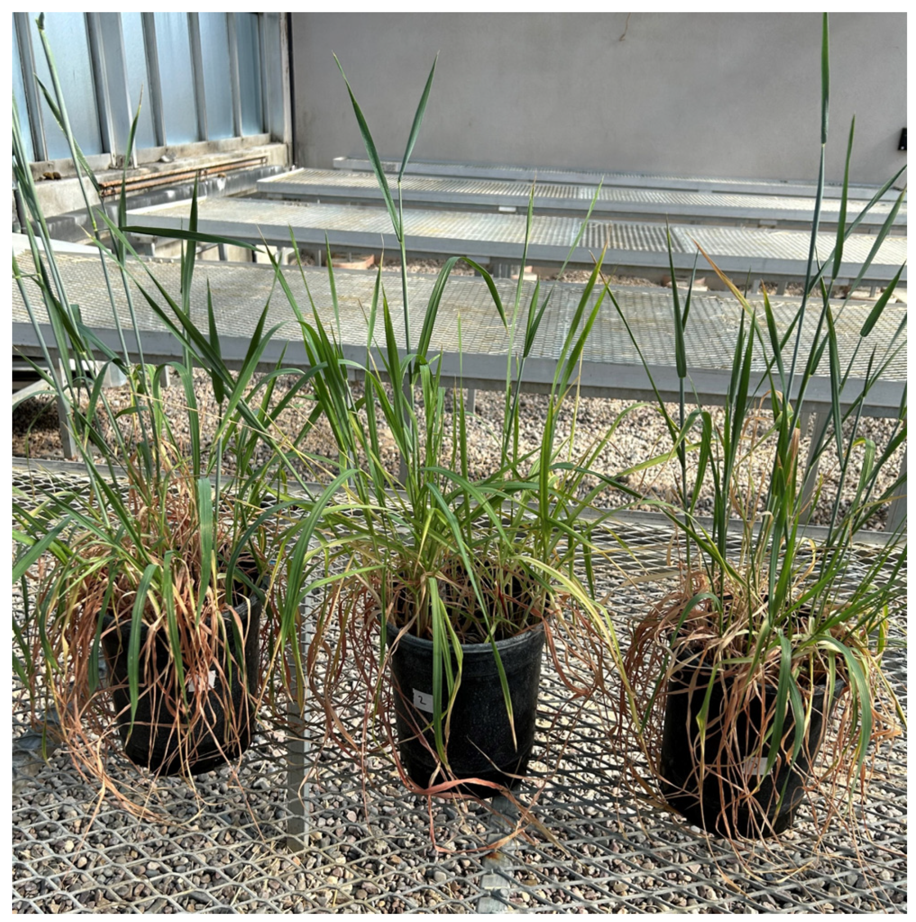 Plants 14 00252 g001