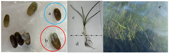 Dual Regulation of Ionic Effect on Zostera marina L. Seed