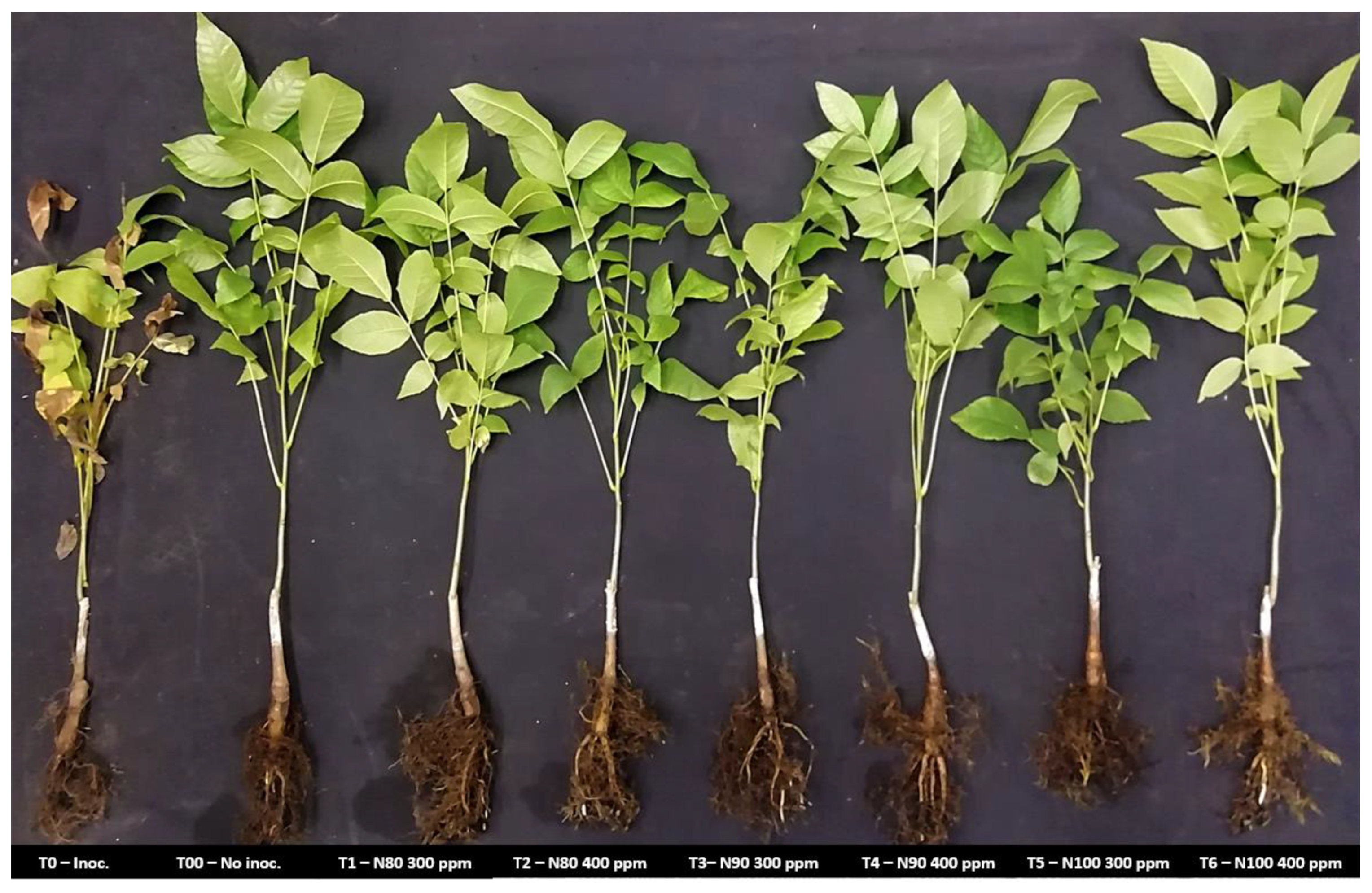 Plants 14 00257 g002