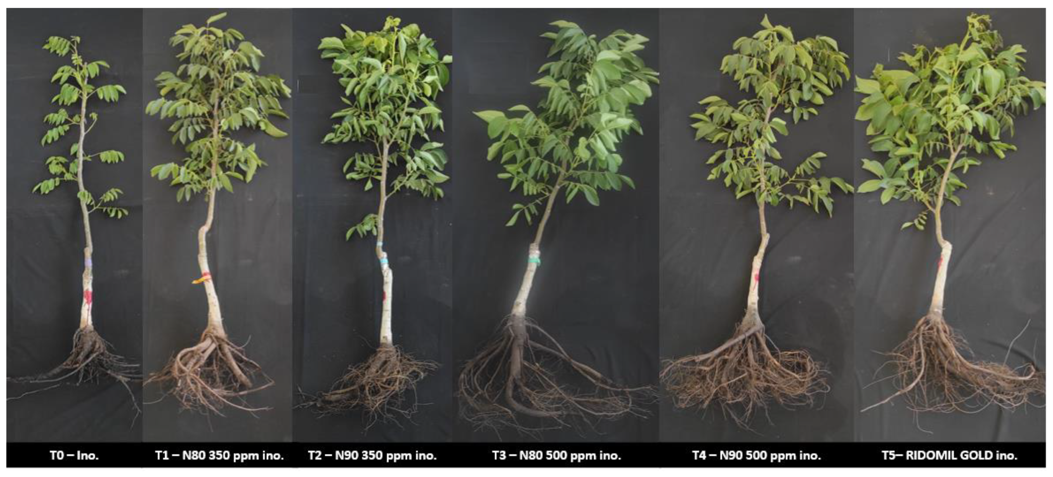 Plants 14 00257 g004