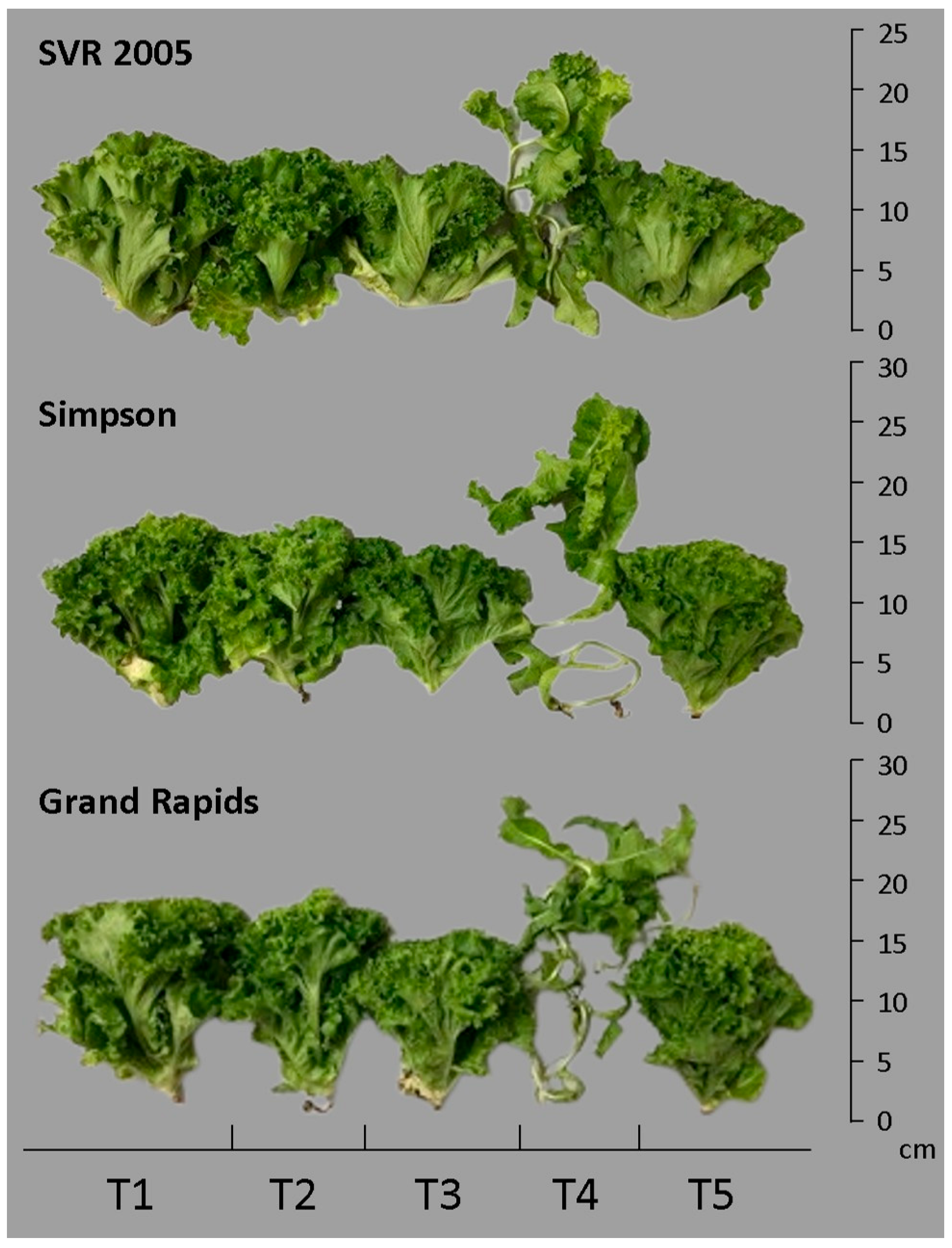 Plants 14 00262 g001