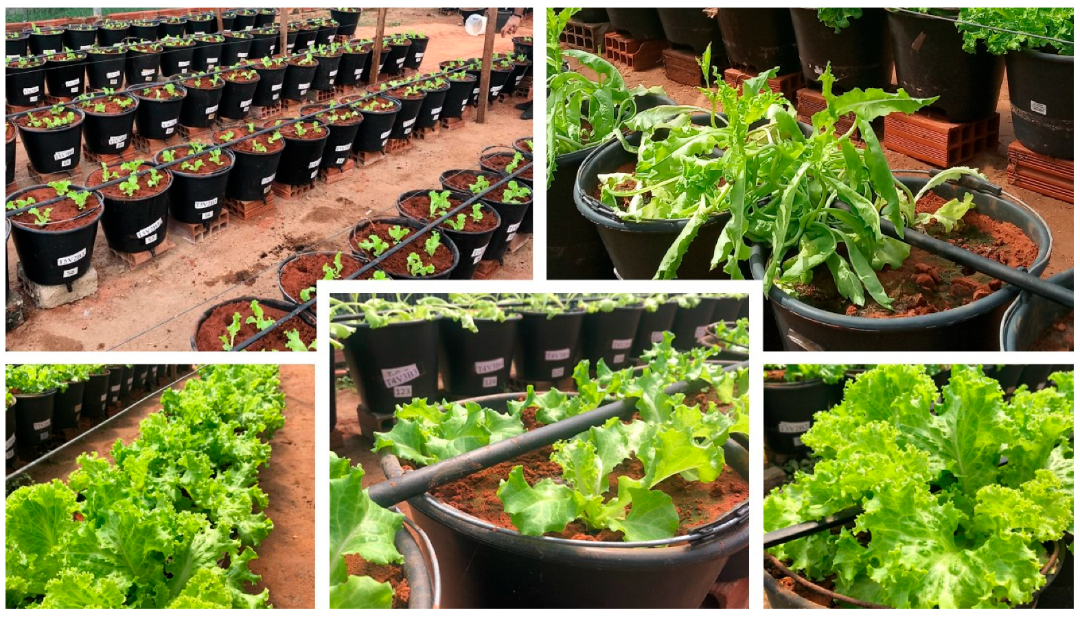 Plants 14 00262 g002