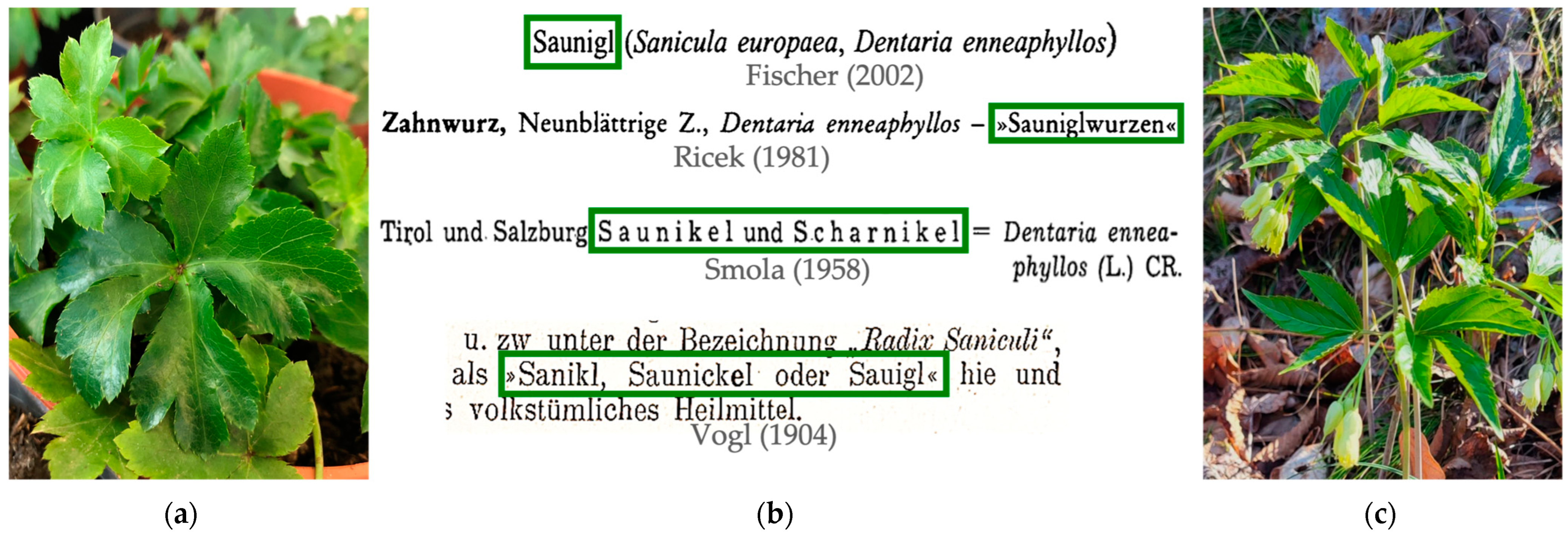 Plants 14 00266 g001