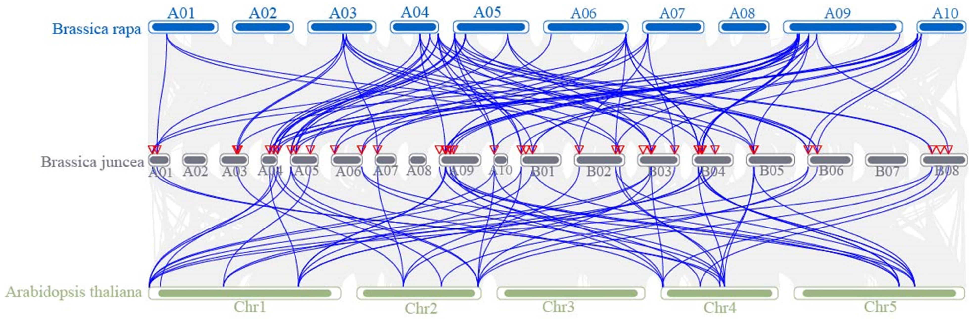 Plants 14 00268 g005