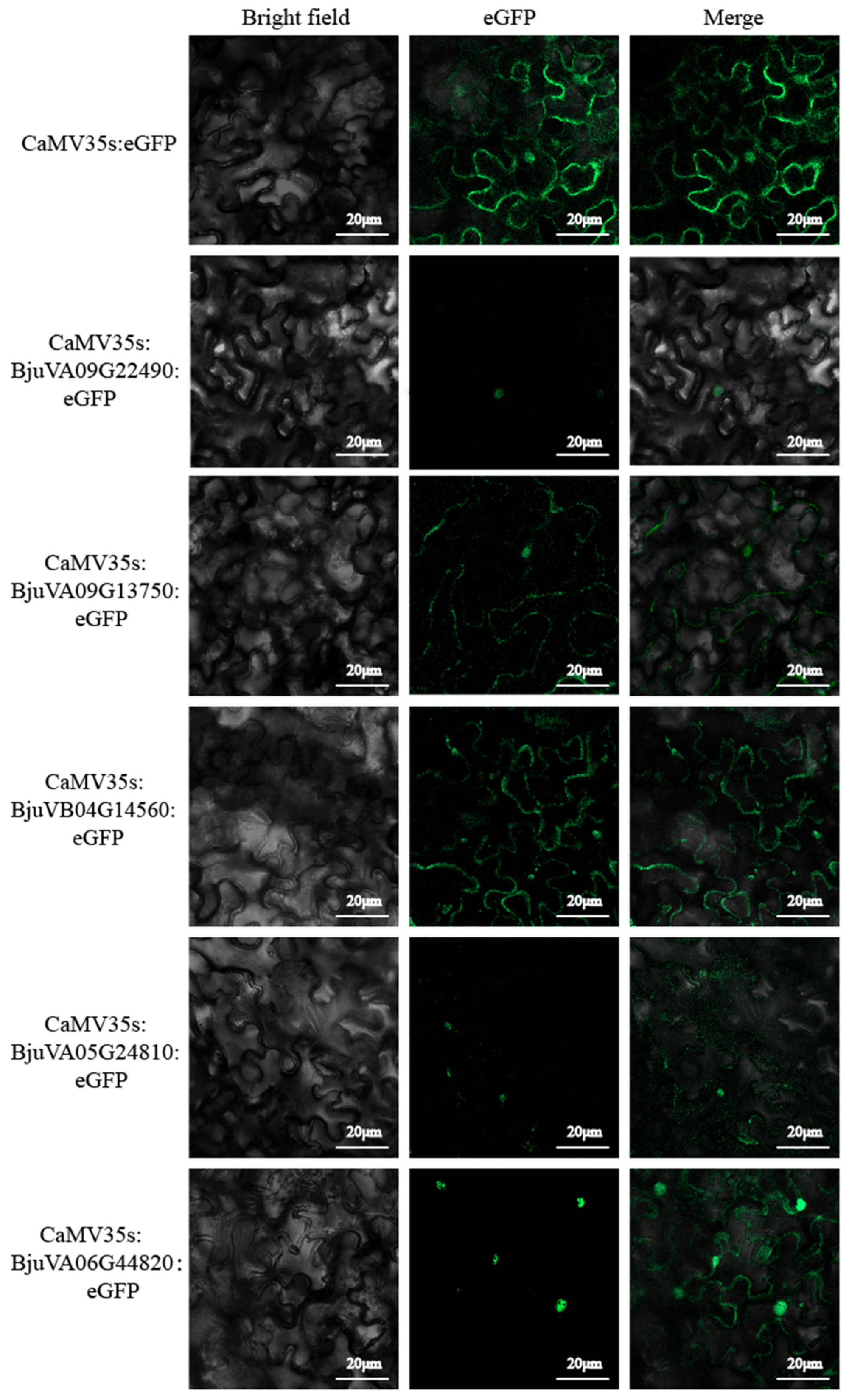Plants 14 00268 g010