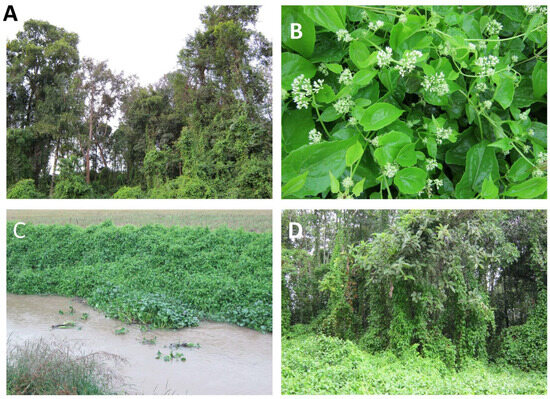 Defensive Mechanisms of Mikania micrantha Likely Enhance Its Defensive Mechanisms of Mikania micrantha Likely Enhance Its