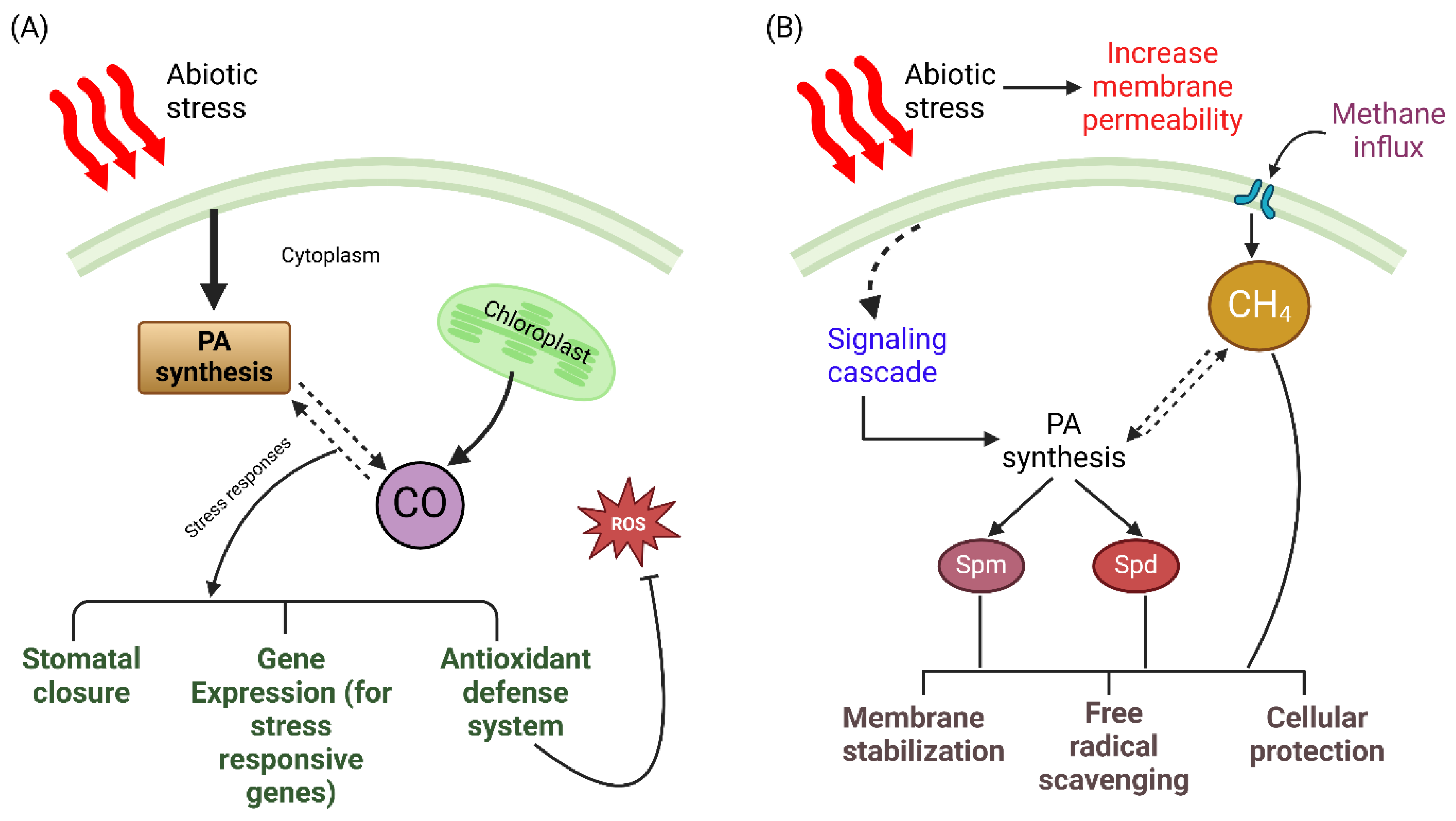 Plants 14 00273 g005