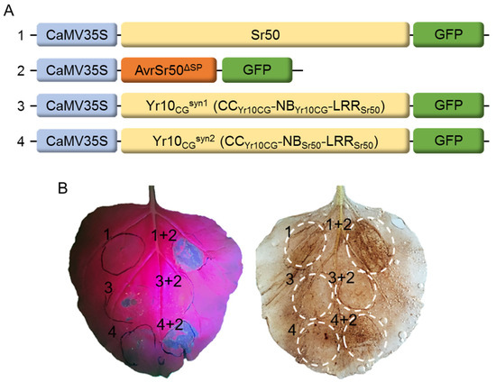 Assessment of Self-Activation and Inhibition of Wheat Coiled