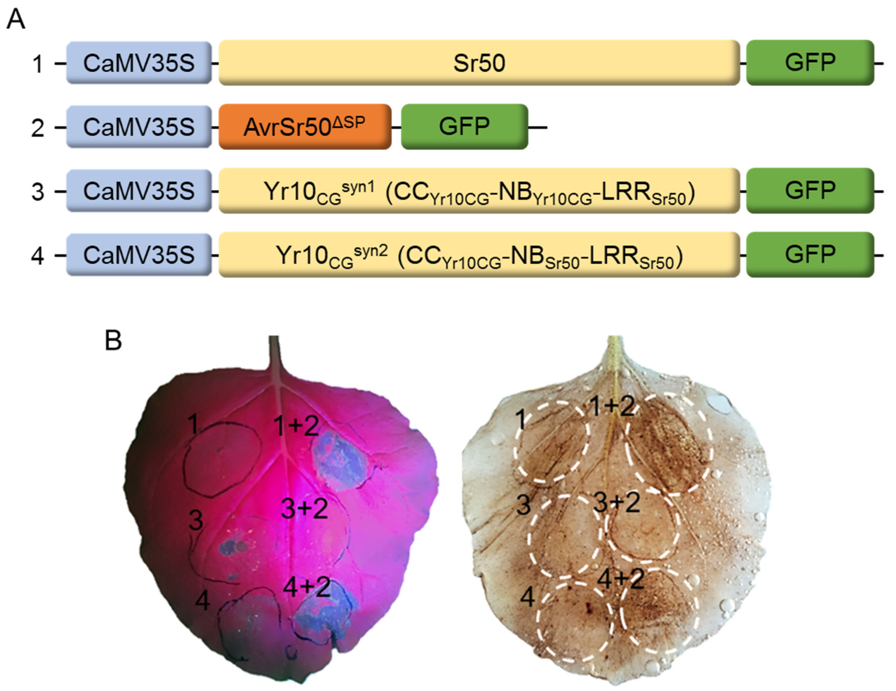 Plants 14 00278 g006