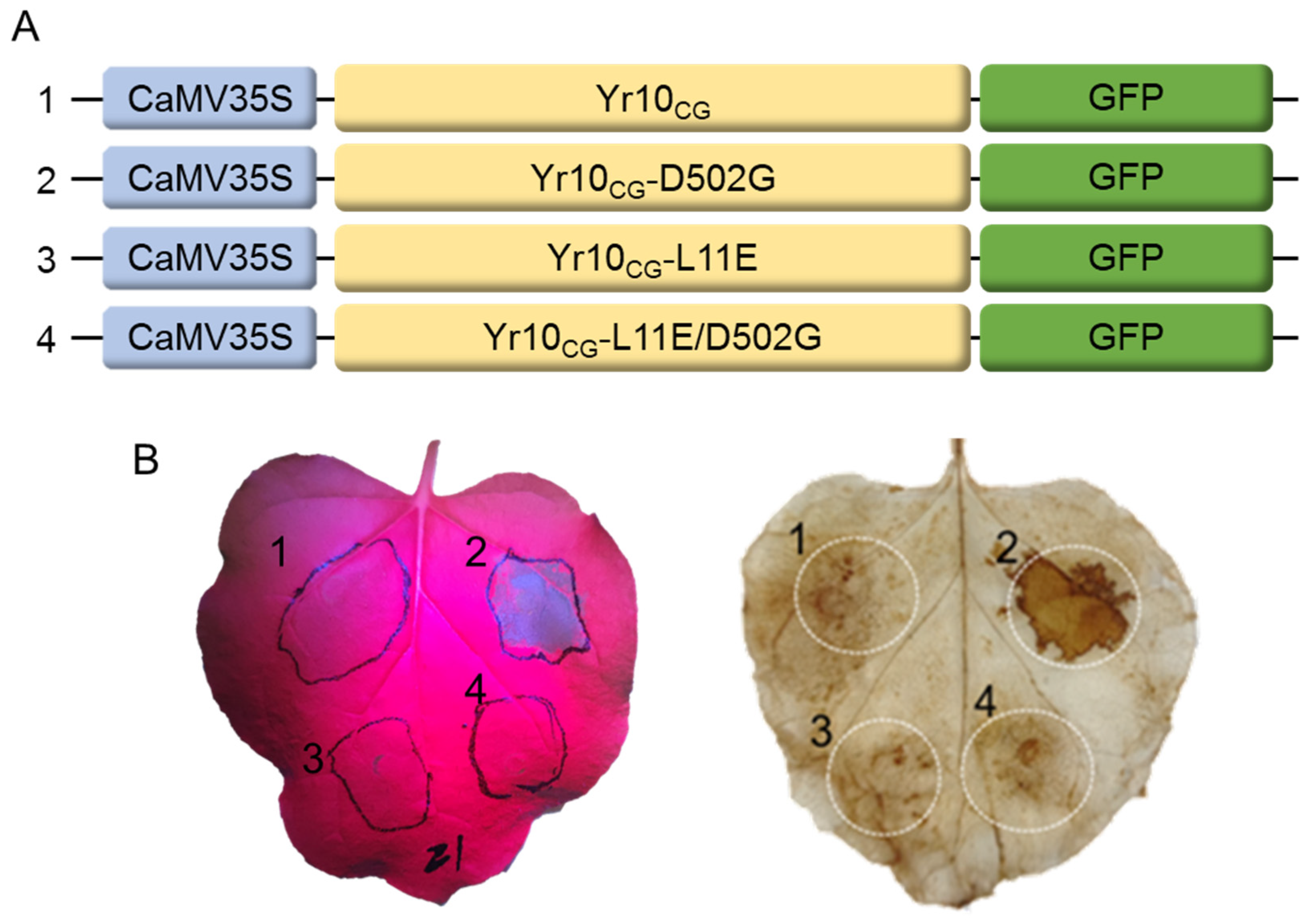 Plants 14 00278 g007