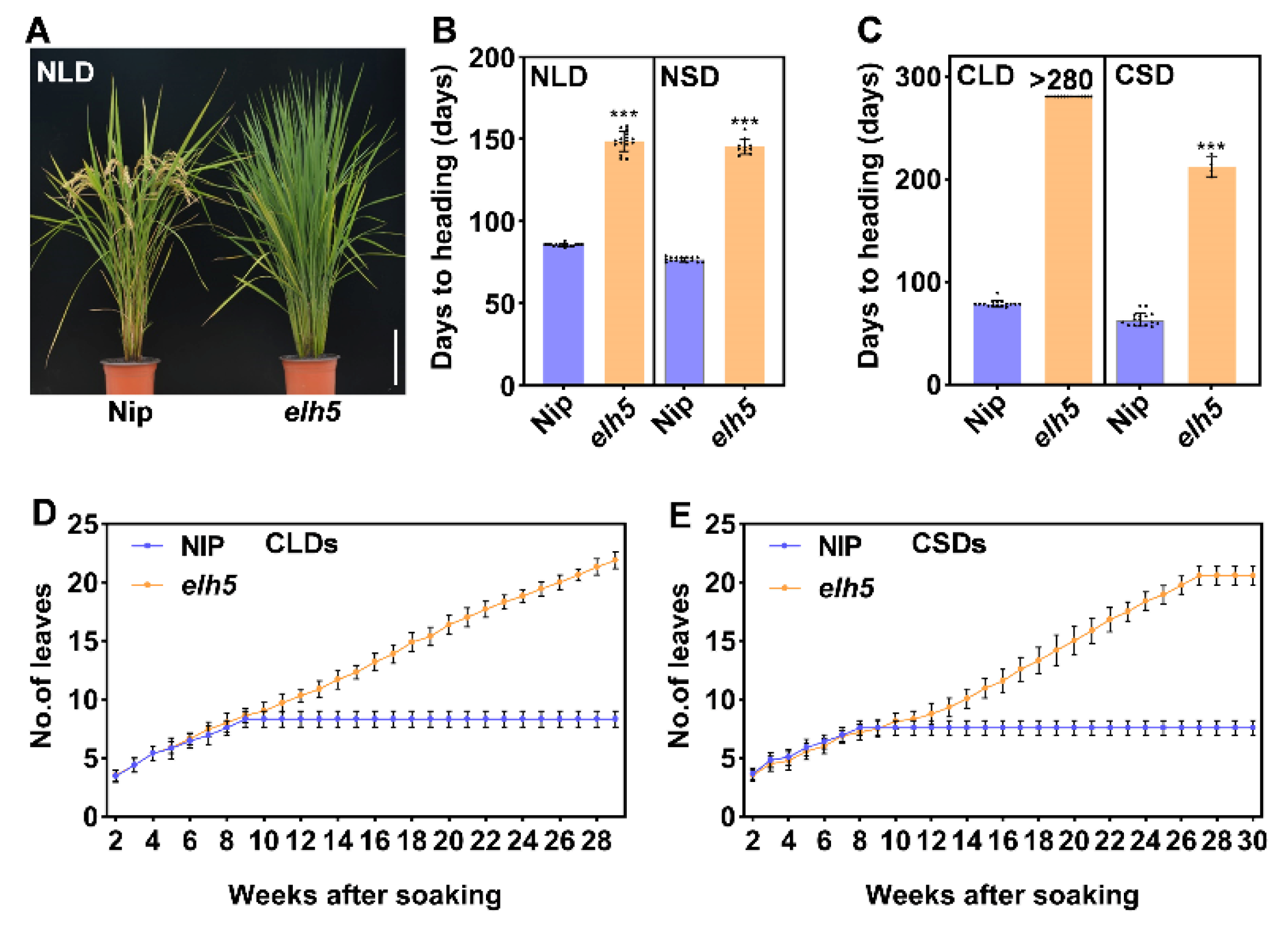 Plants 14 00297 g001