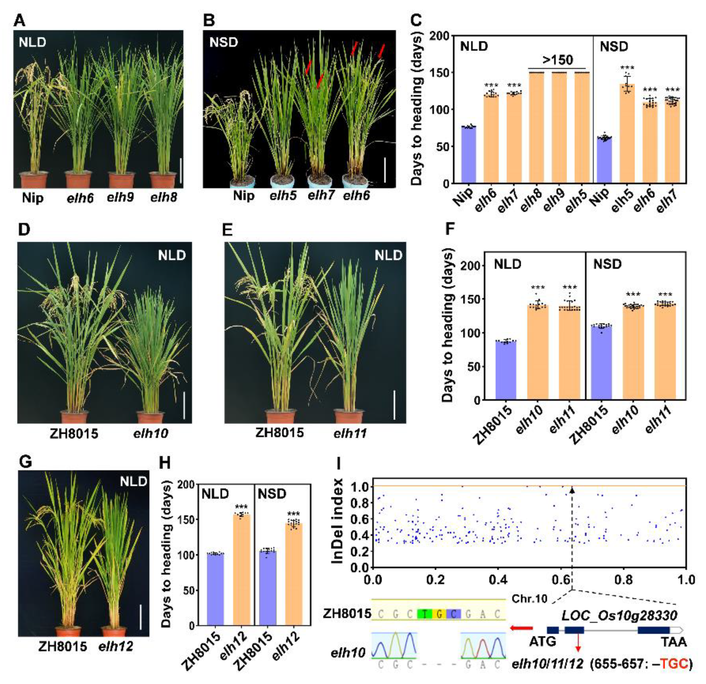 Plants 14 00297 g004