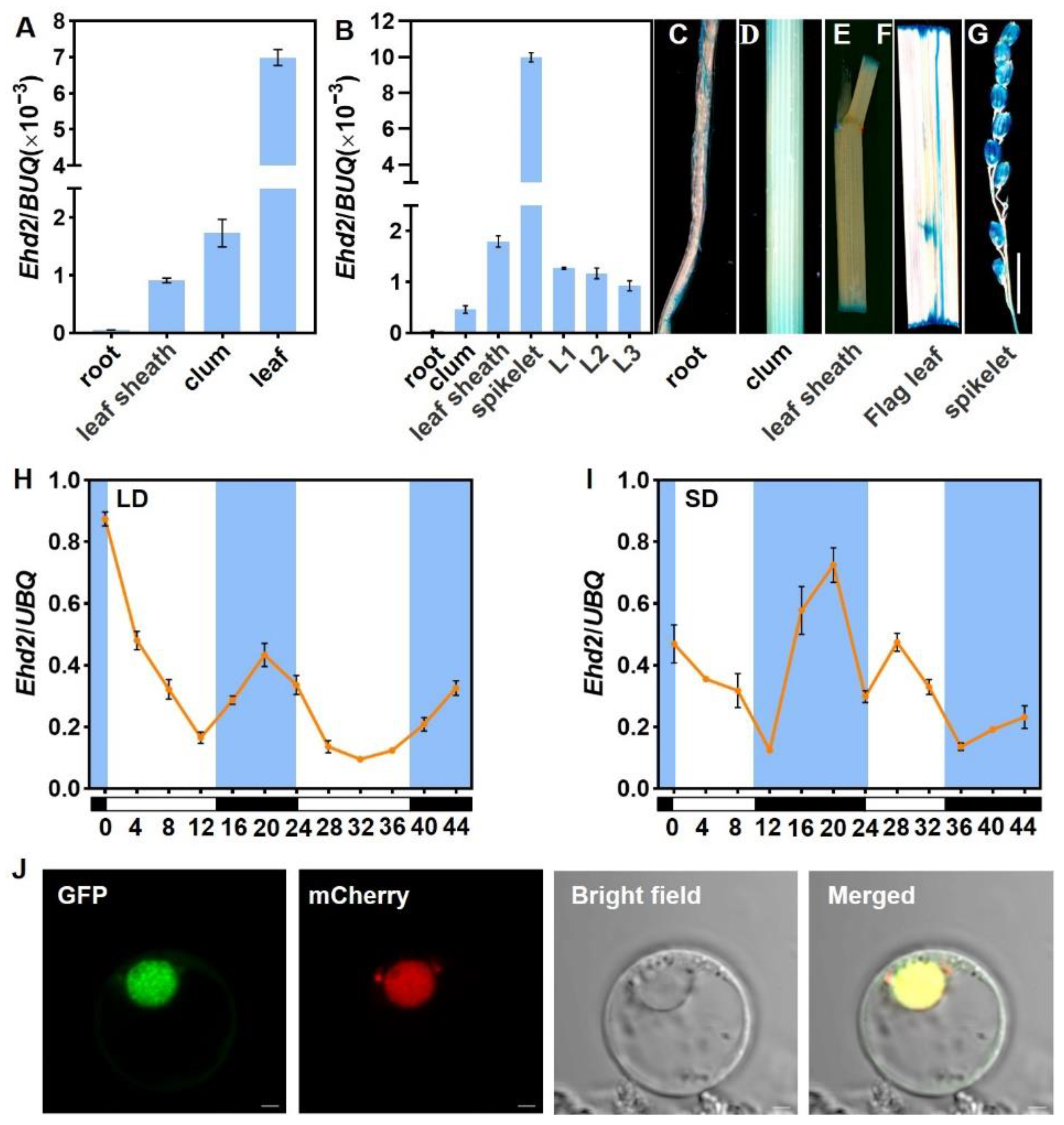 Plants 14 00297 g005