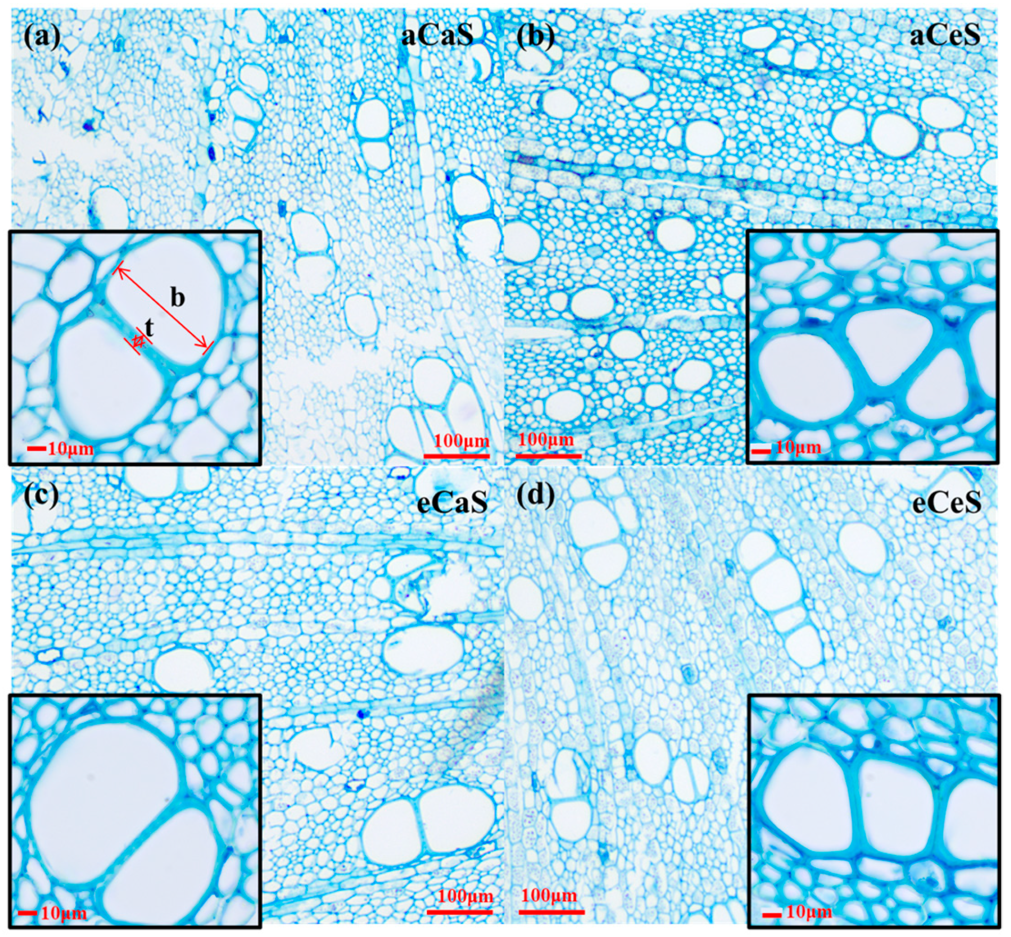 Plants 14 00298 g003