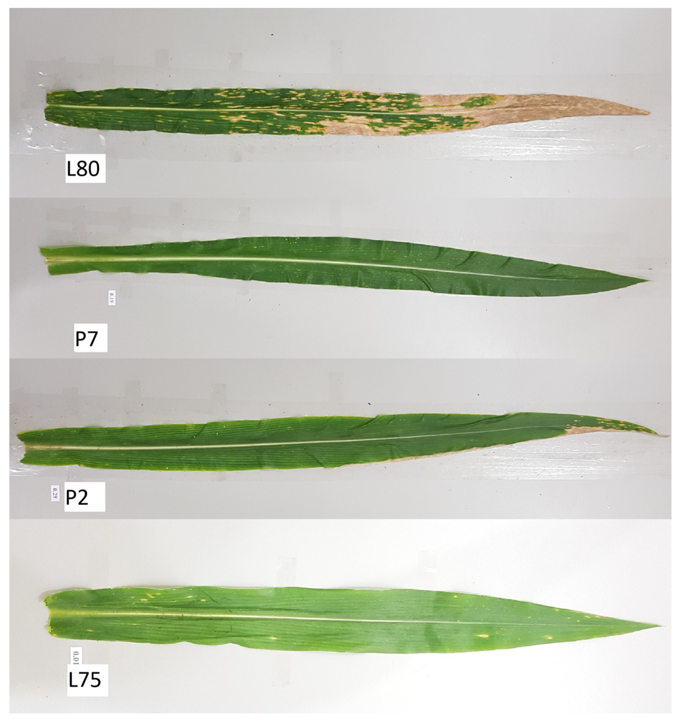 Plants 14 00302 g004