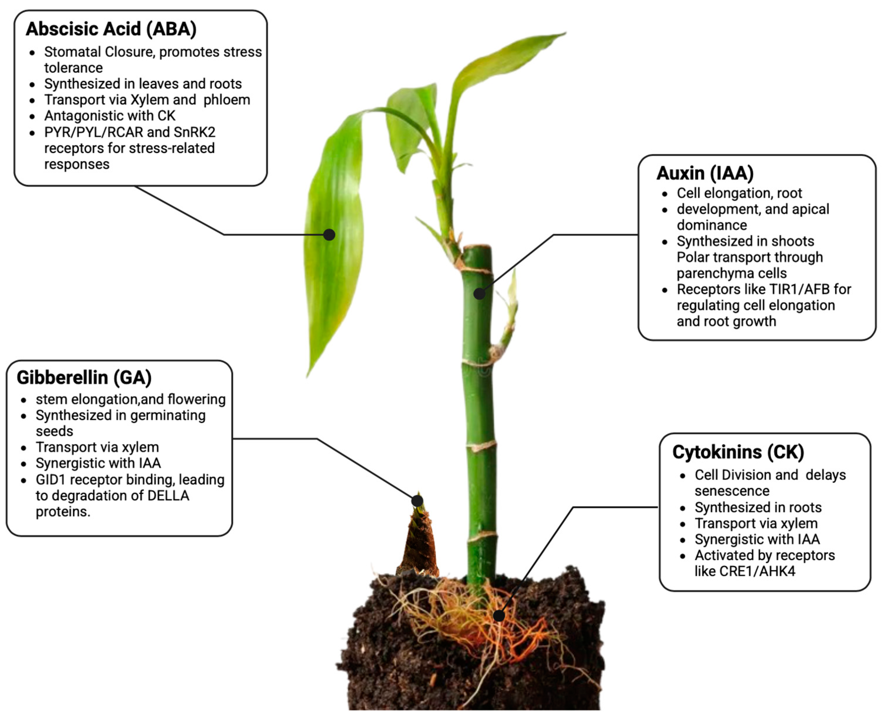 Plants 14 00305 g001