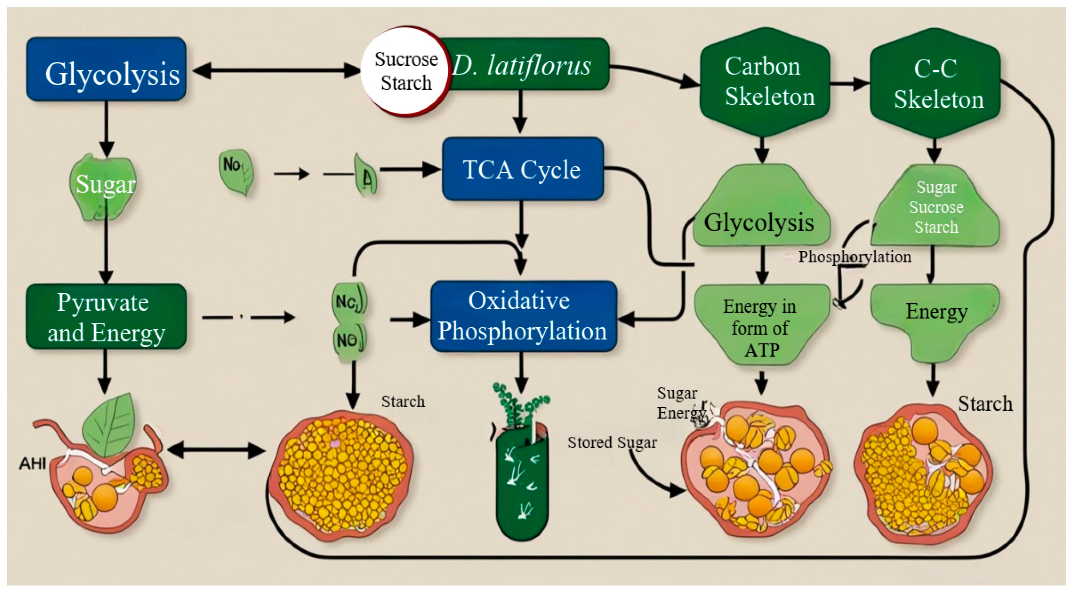 Plants 14 00305 g002