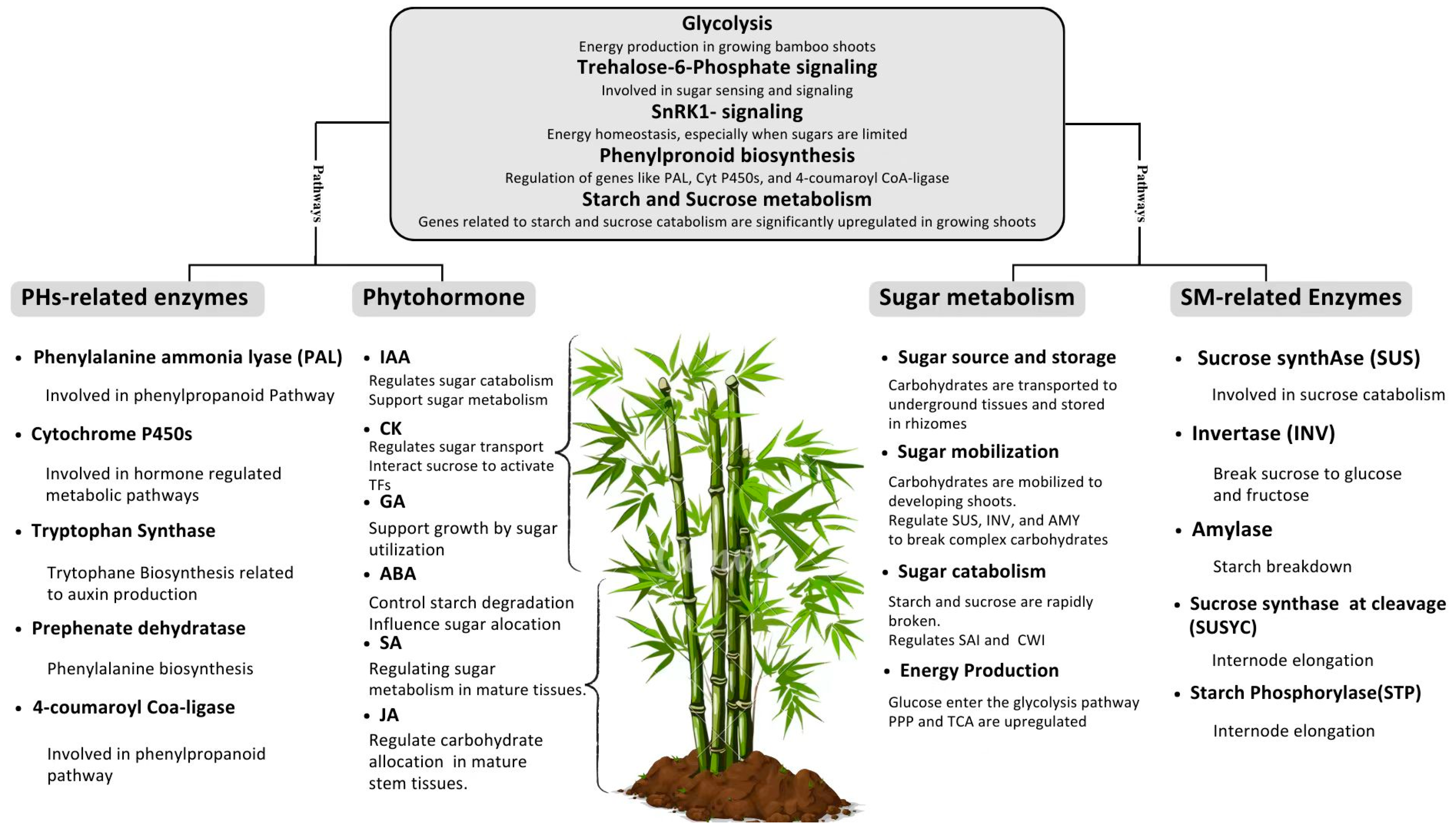Plants 14 00305 g003