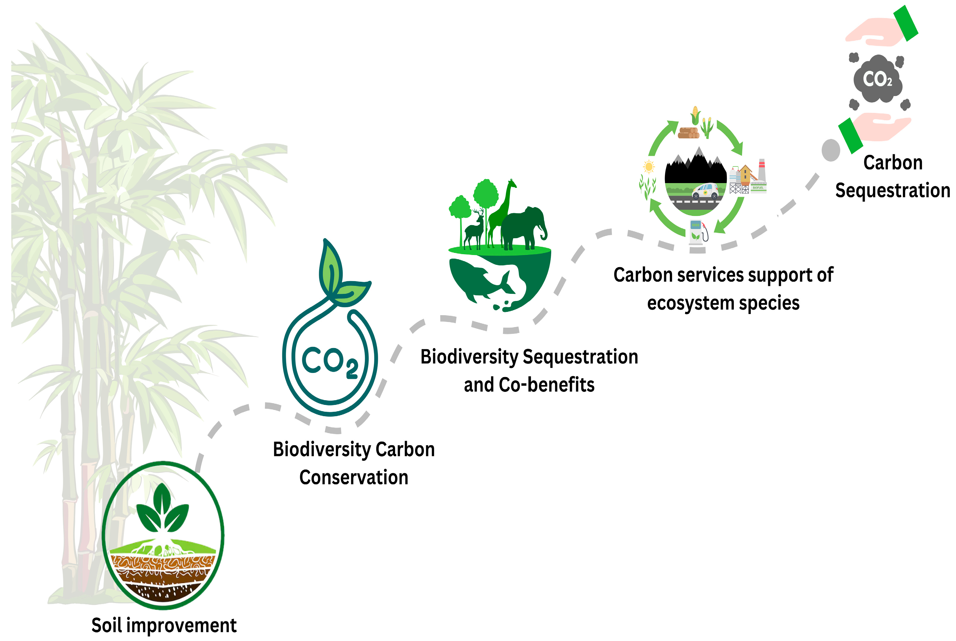 Plants 14 00305 g004