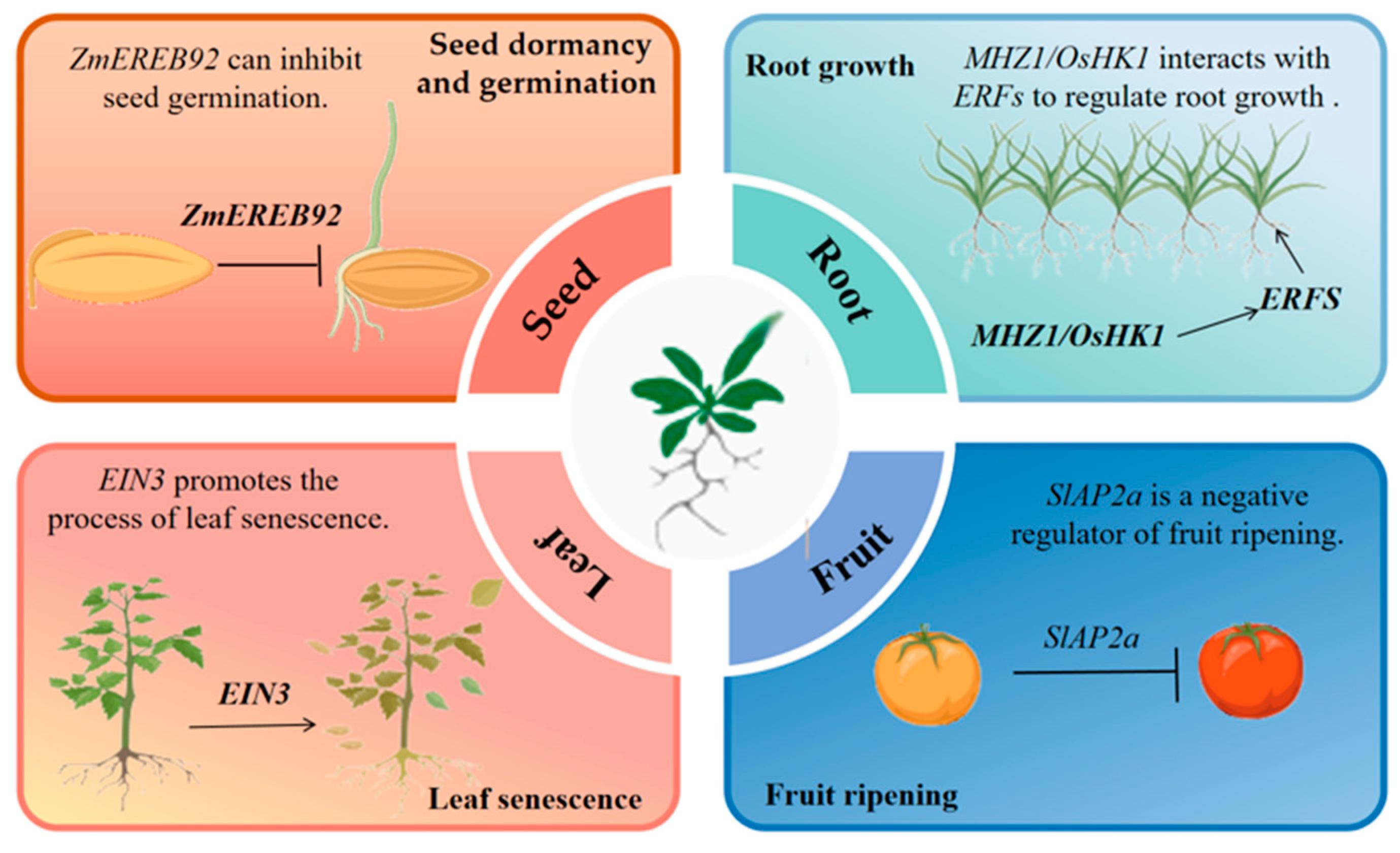 Ethylene Signaling in Regulating Plant Growth, Development