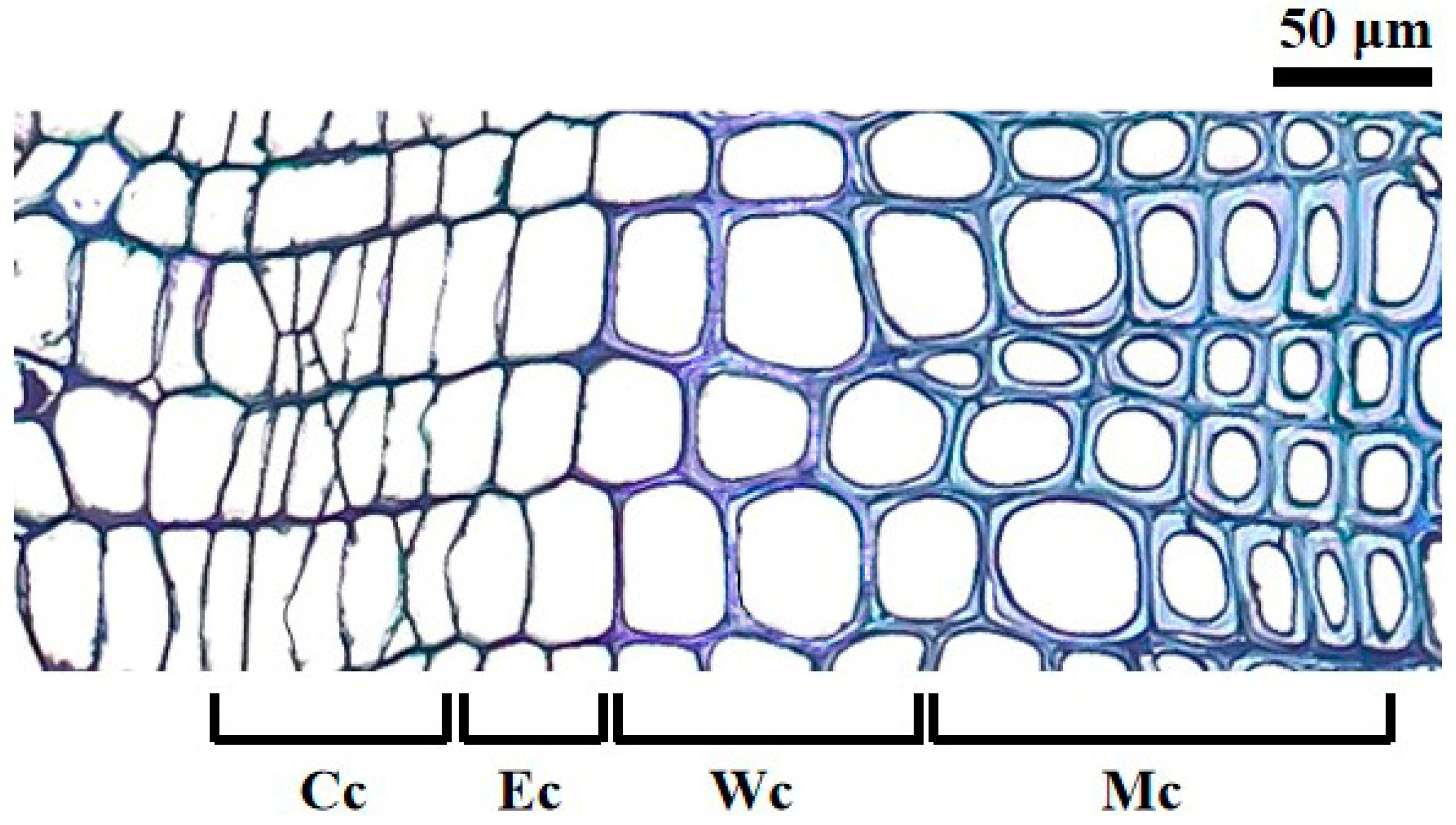 Plants 14 00313 g004