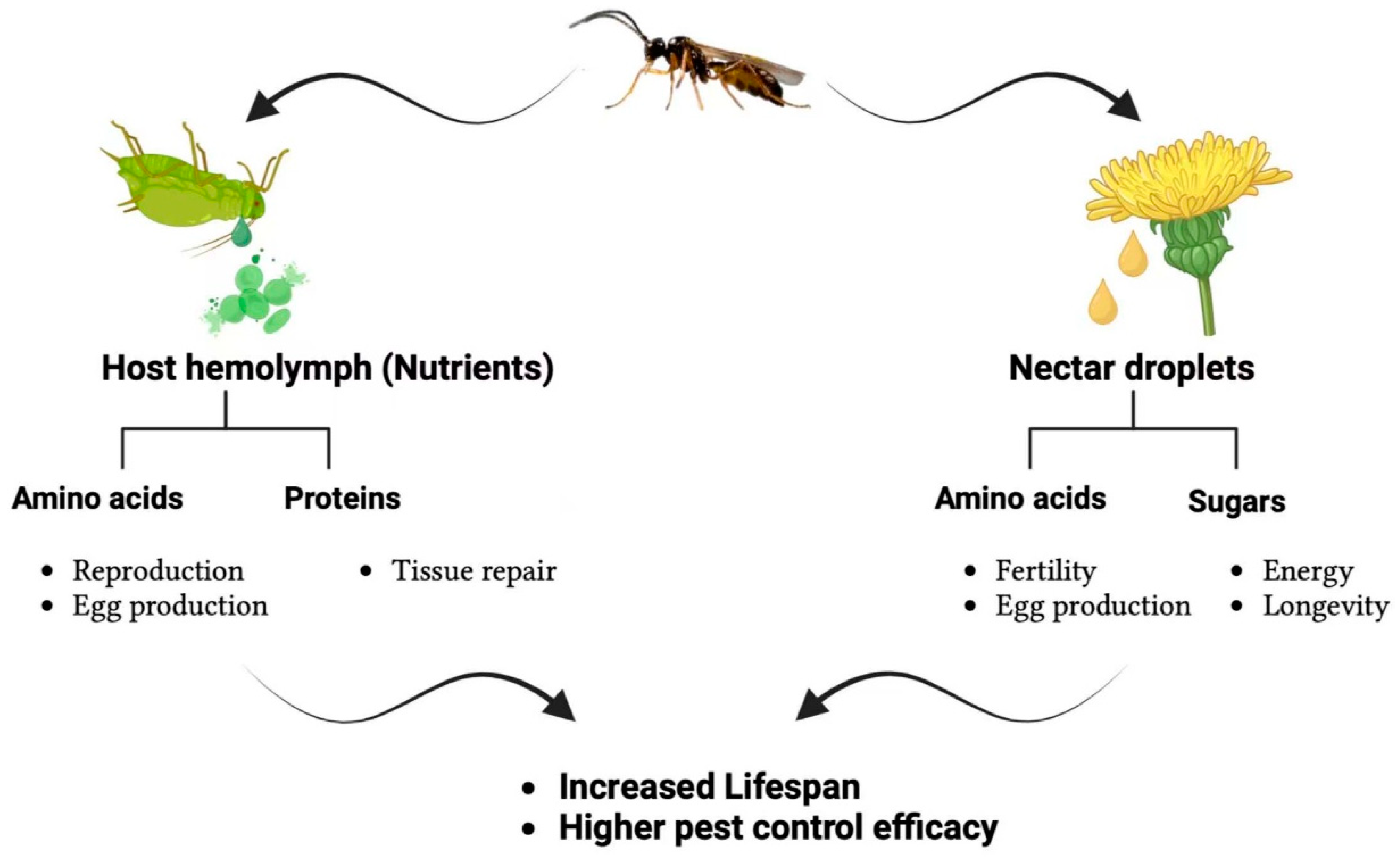 Plants 14 00319 g001