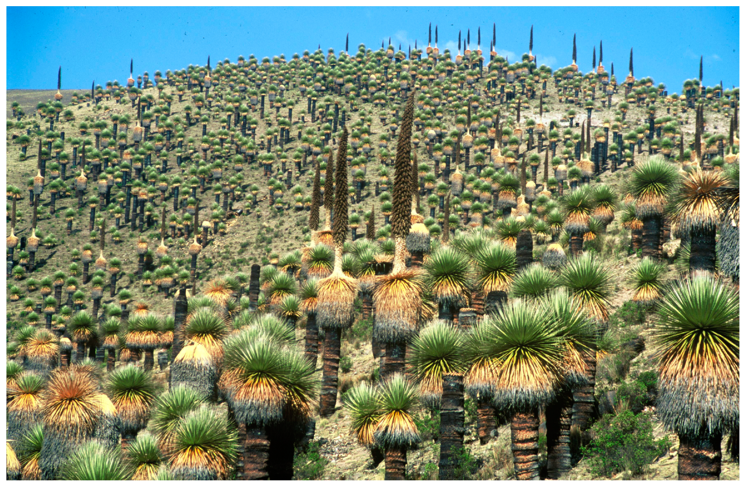 Plants 14 00321 g003