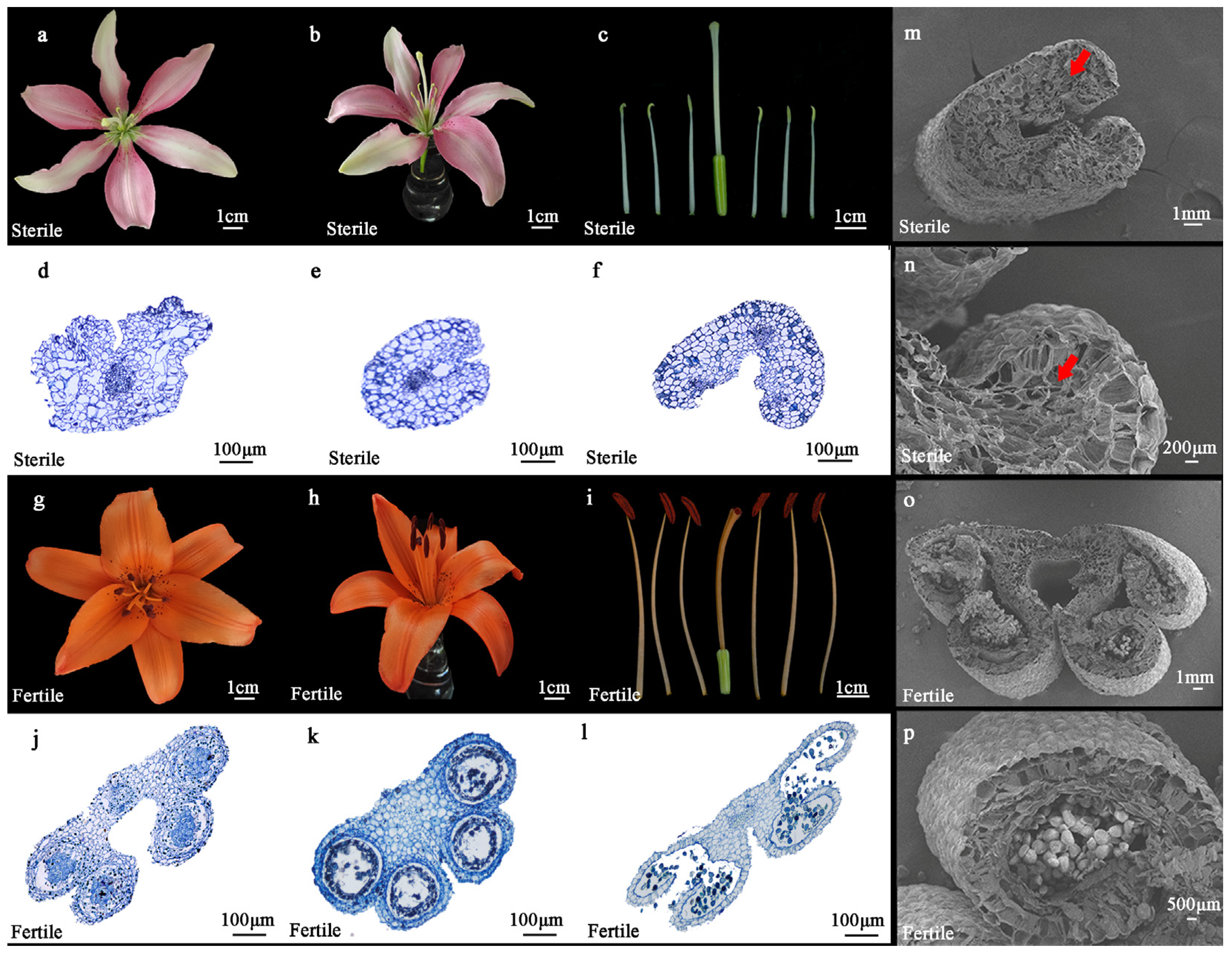 Plants 14 00323 g001 Plants 14 00323 g001