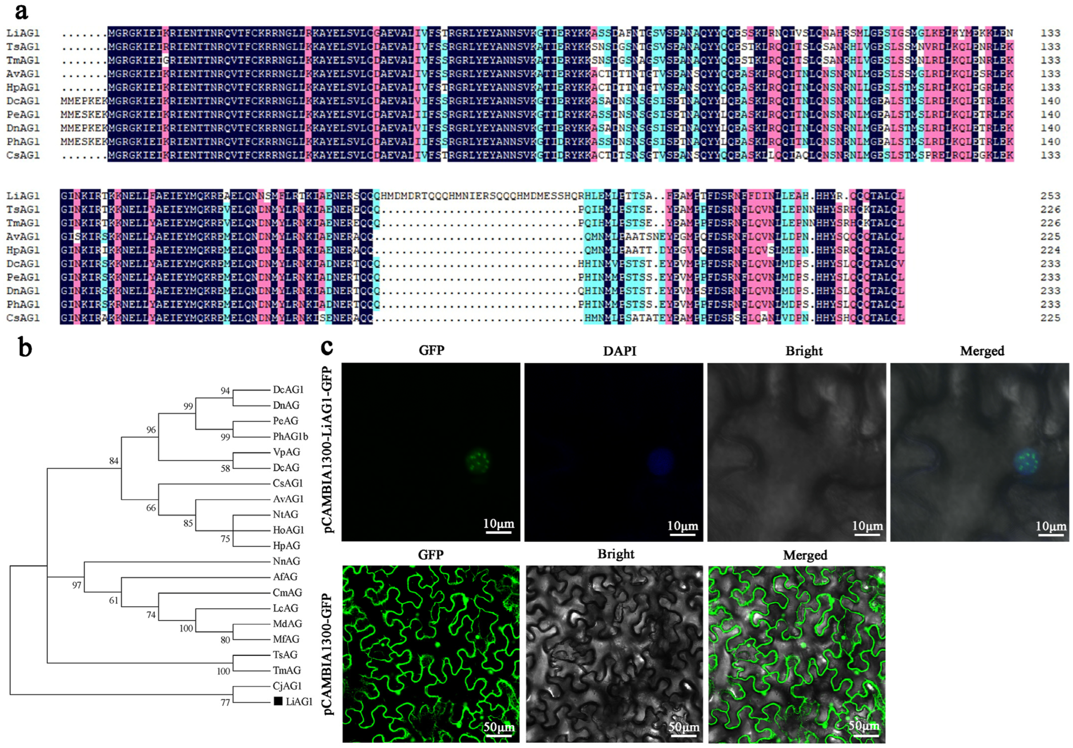 Plants 14 00323 g003 Plants 14 00323 g003