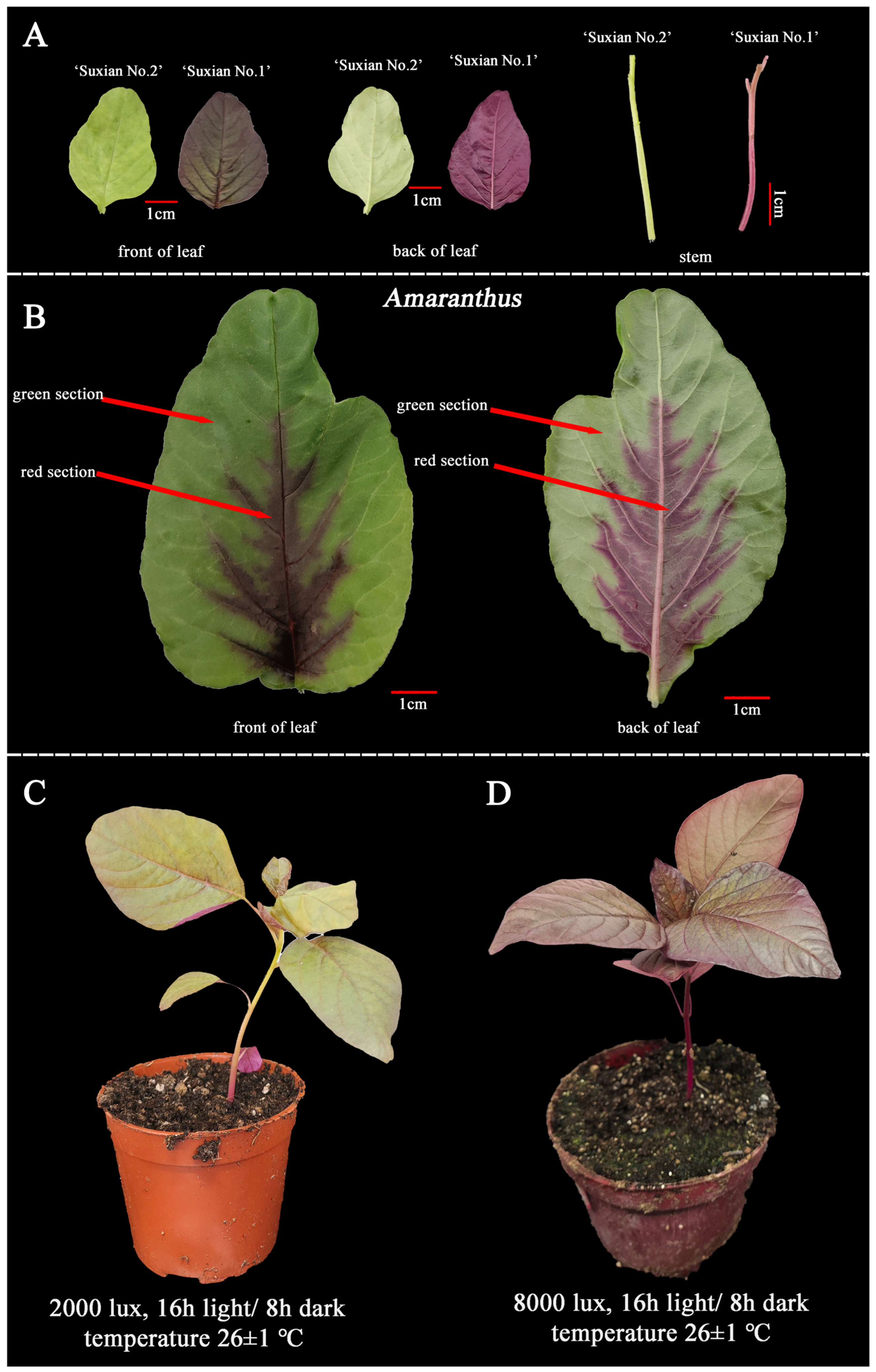 Plants 14 00324 g014