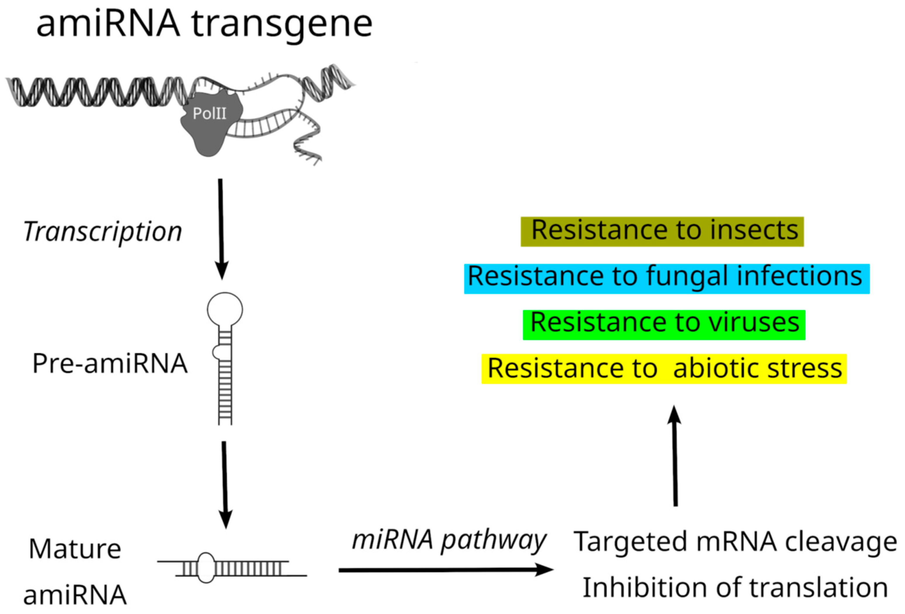 Plants 14 00325 g001 Plants 14 00325 g001
