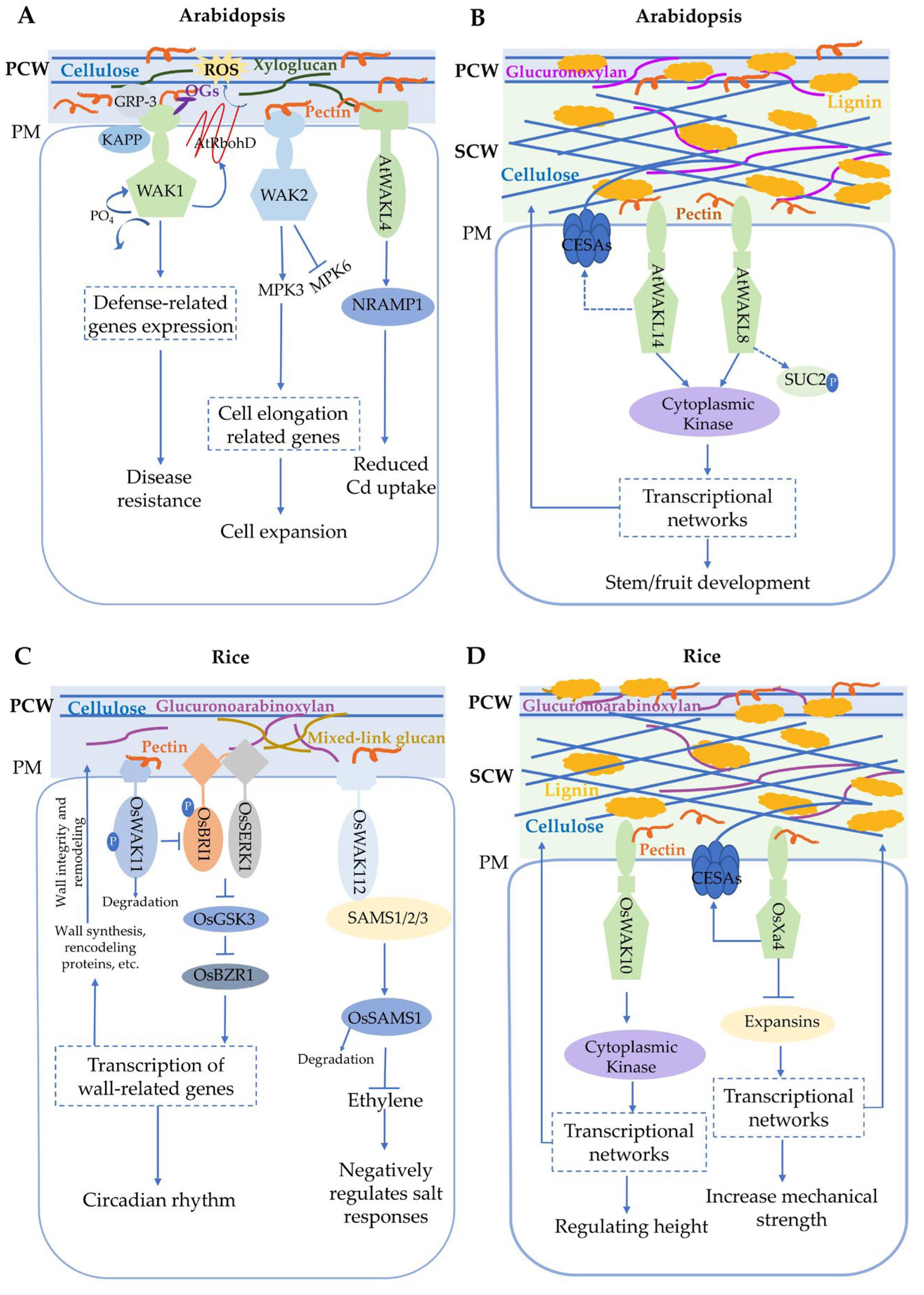 Plants 14 00343 g001