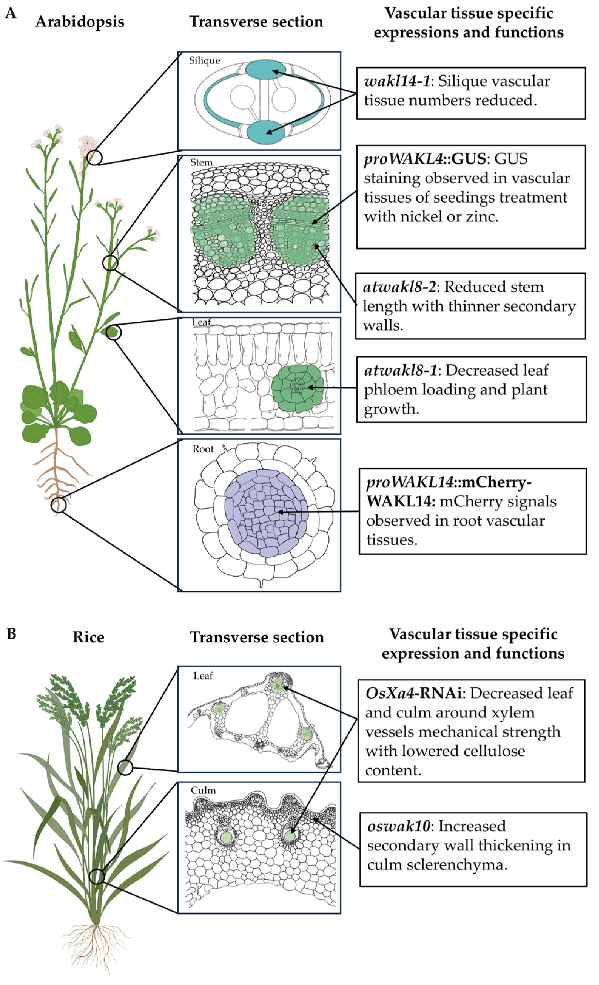 Plants 14 00343 g002